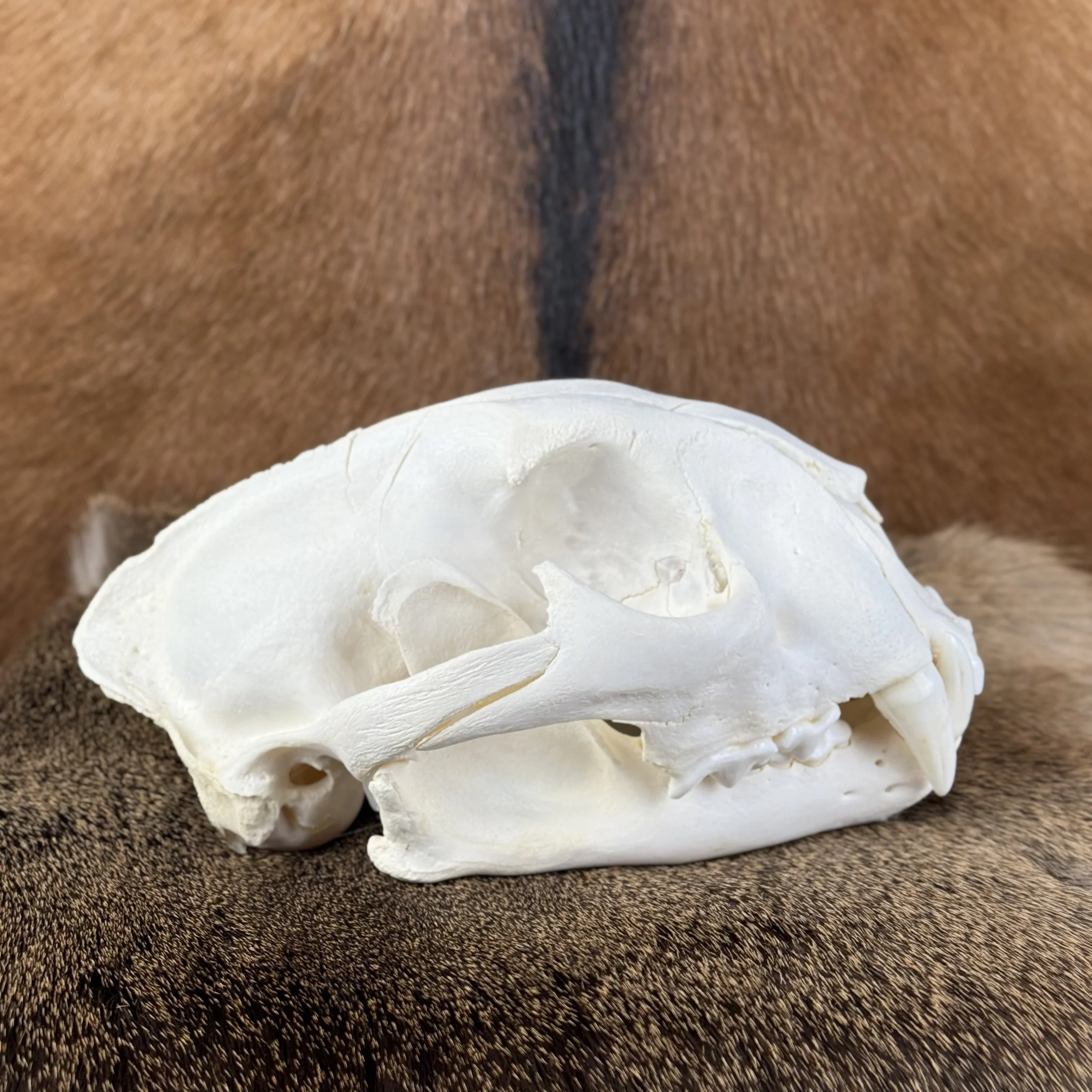 Cougar Skull