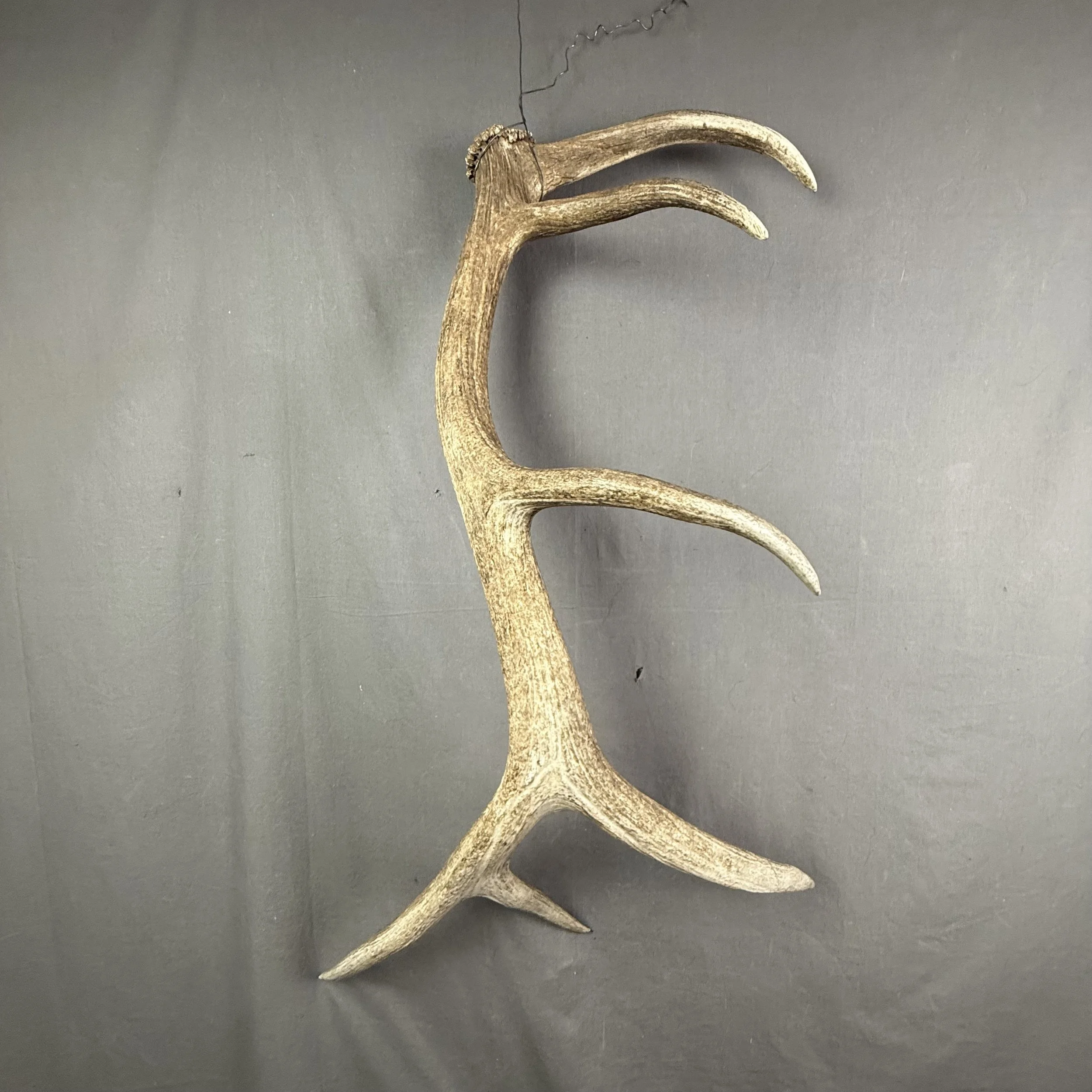 Elk Antler #30