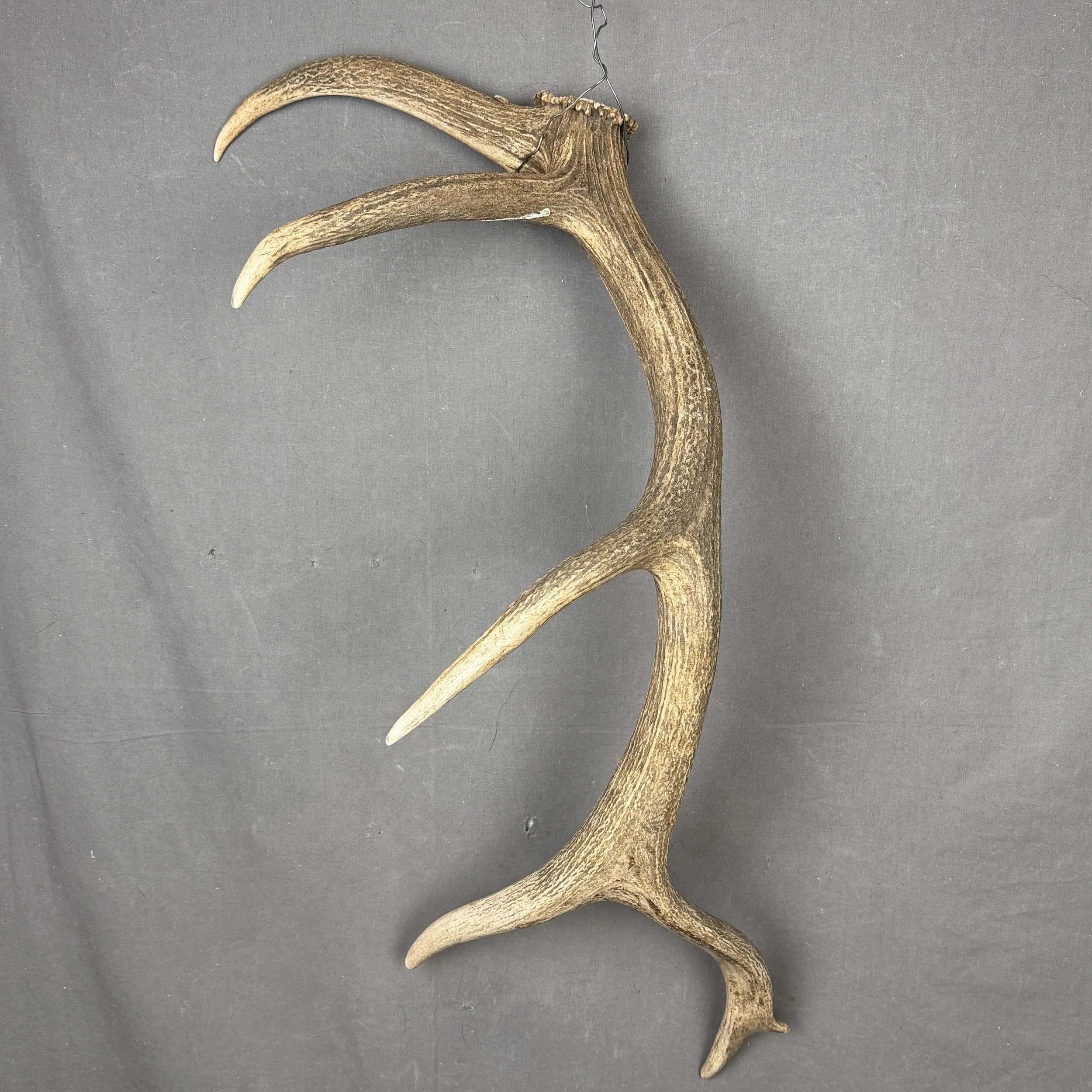 Elk Antler #13