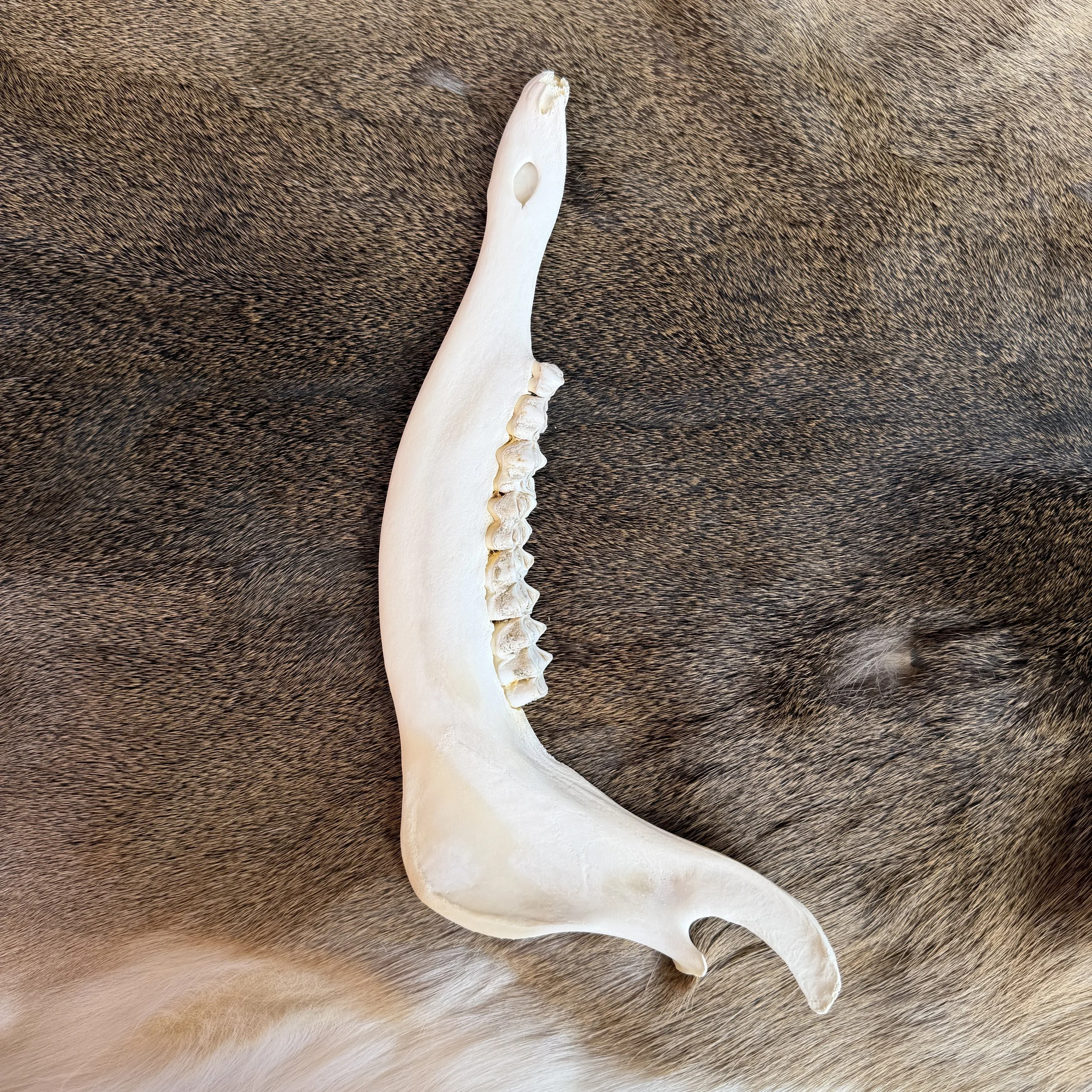 elk jaw bone