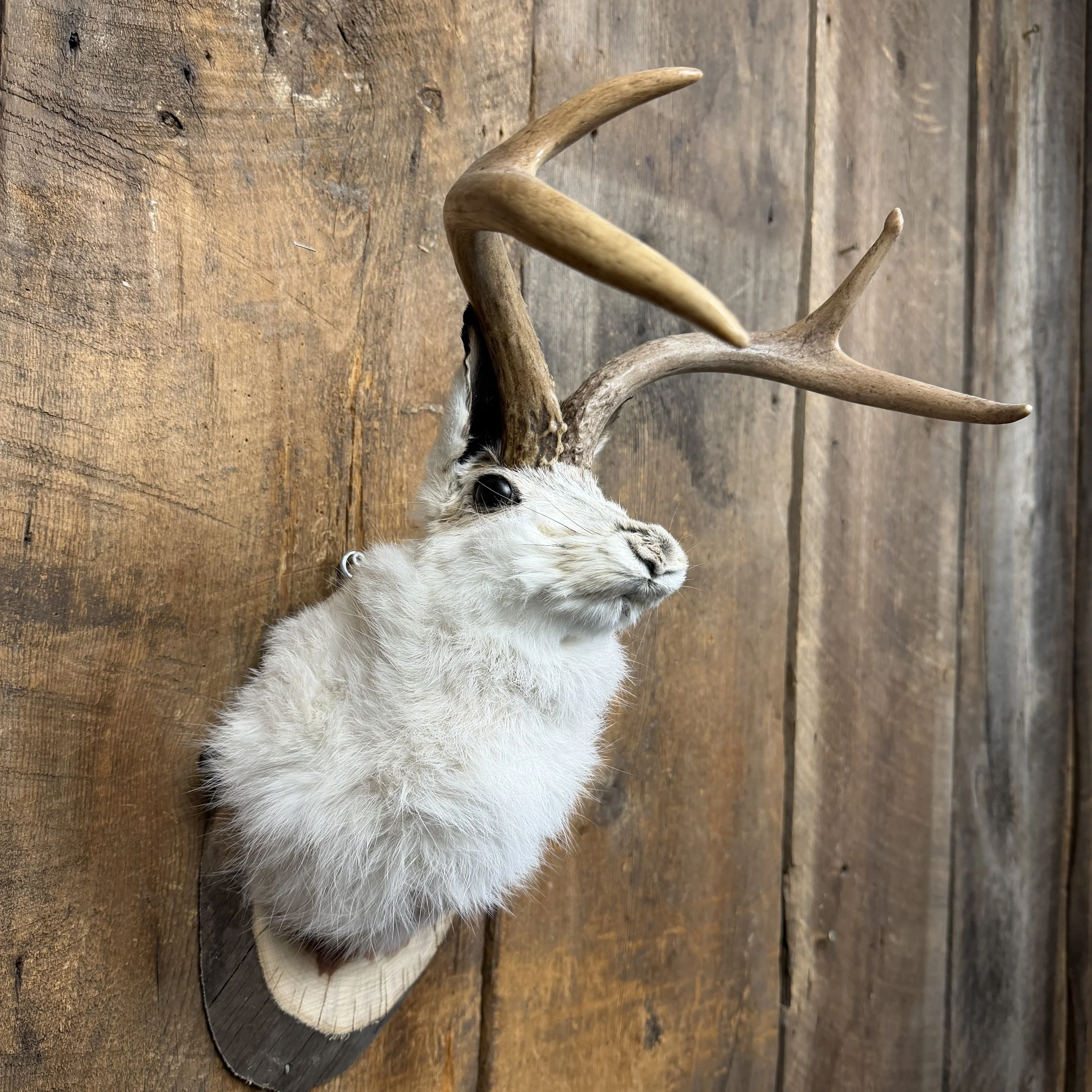 jackalope mount
