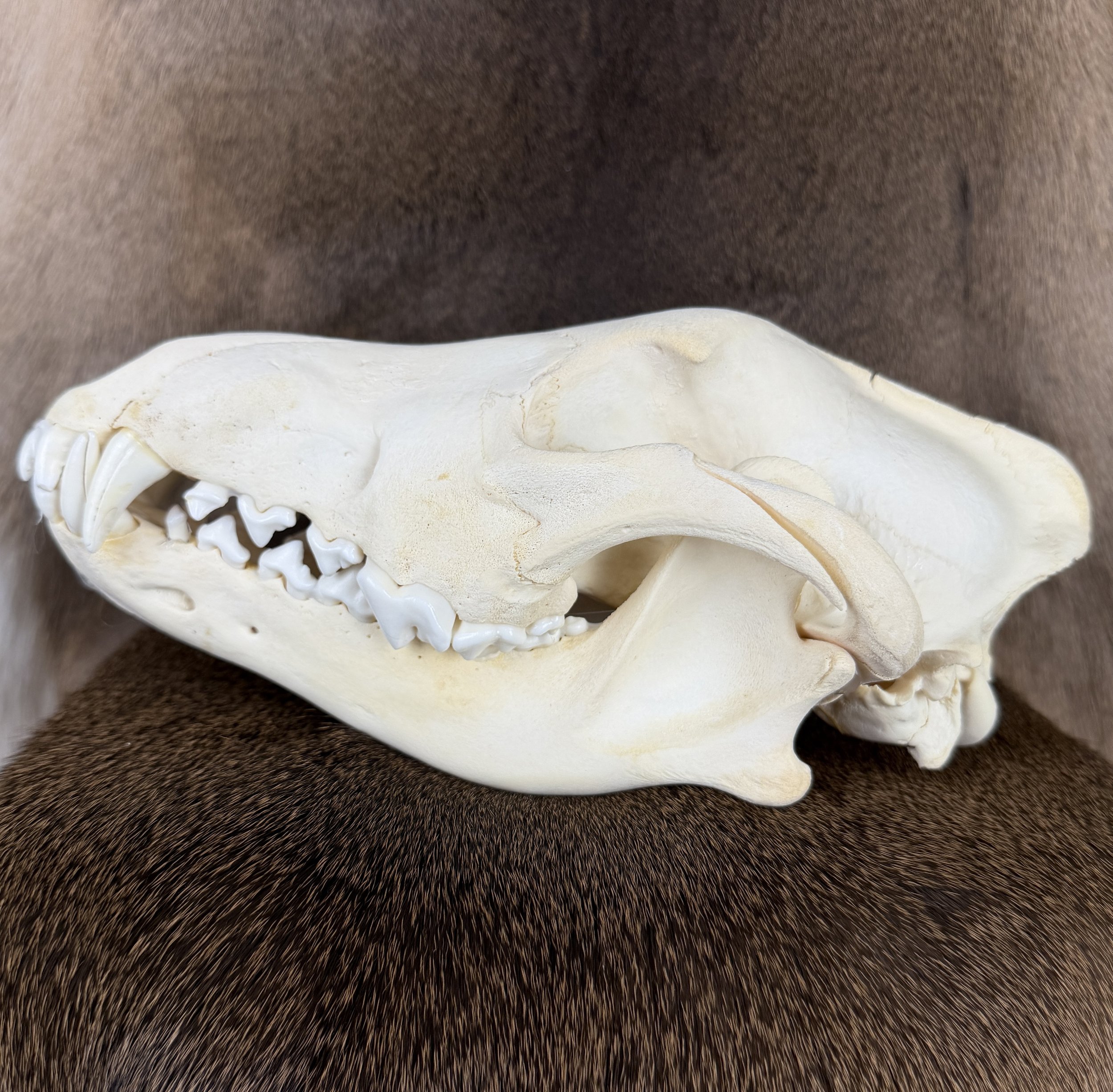 wolf bone