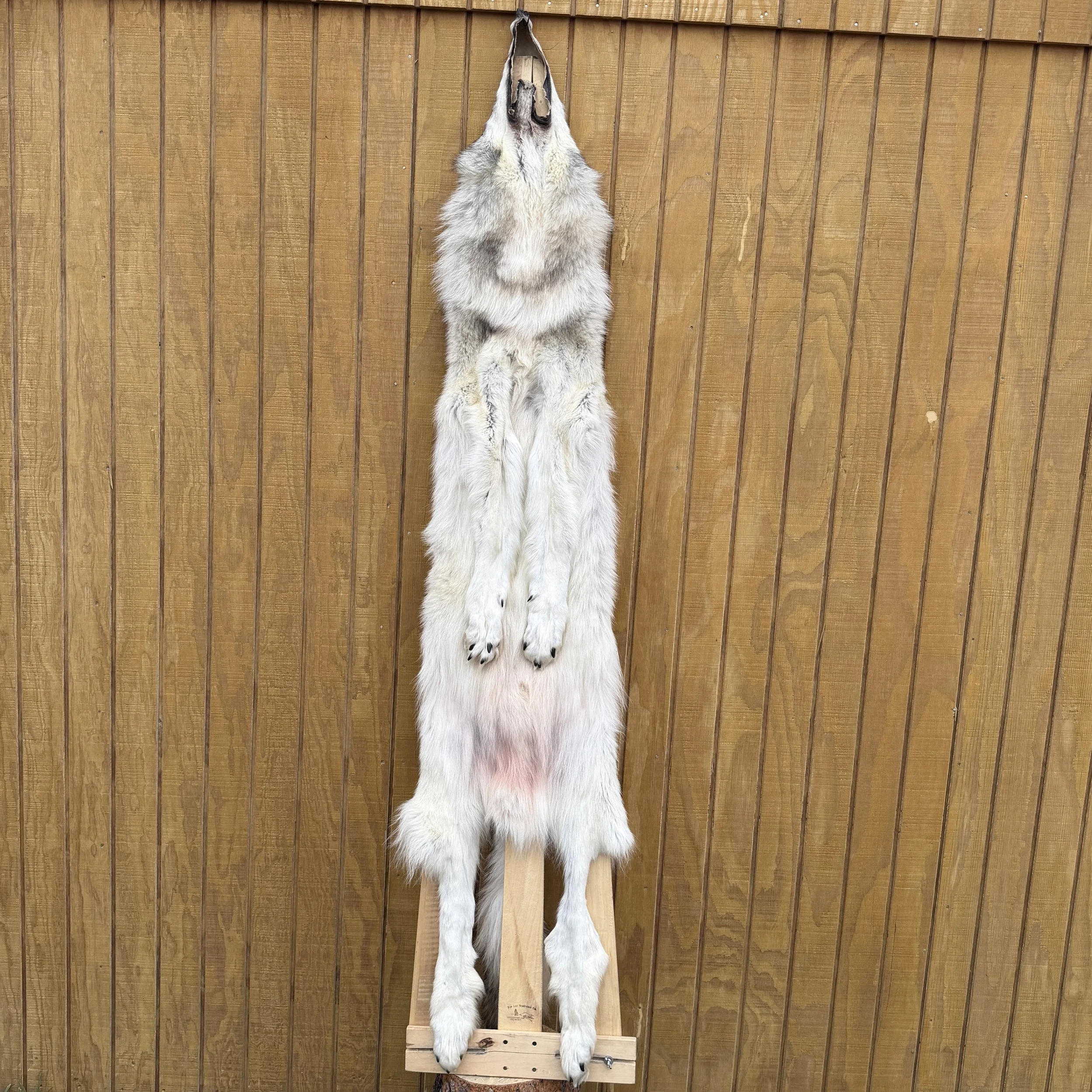 wolf hide