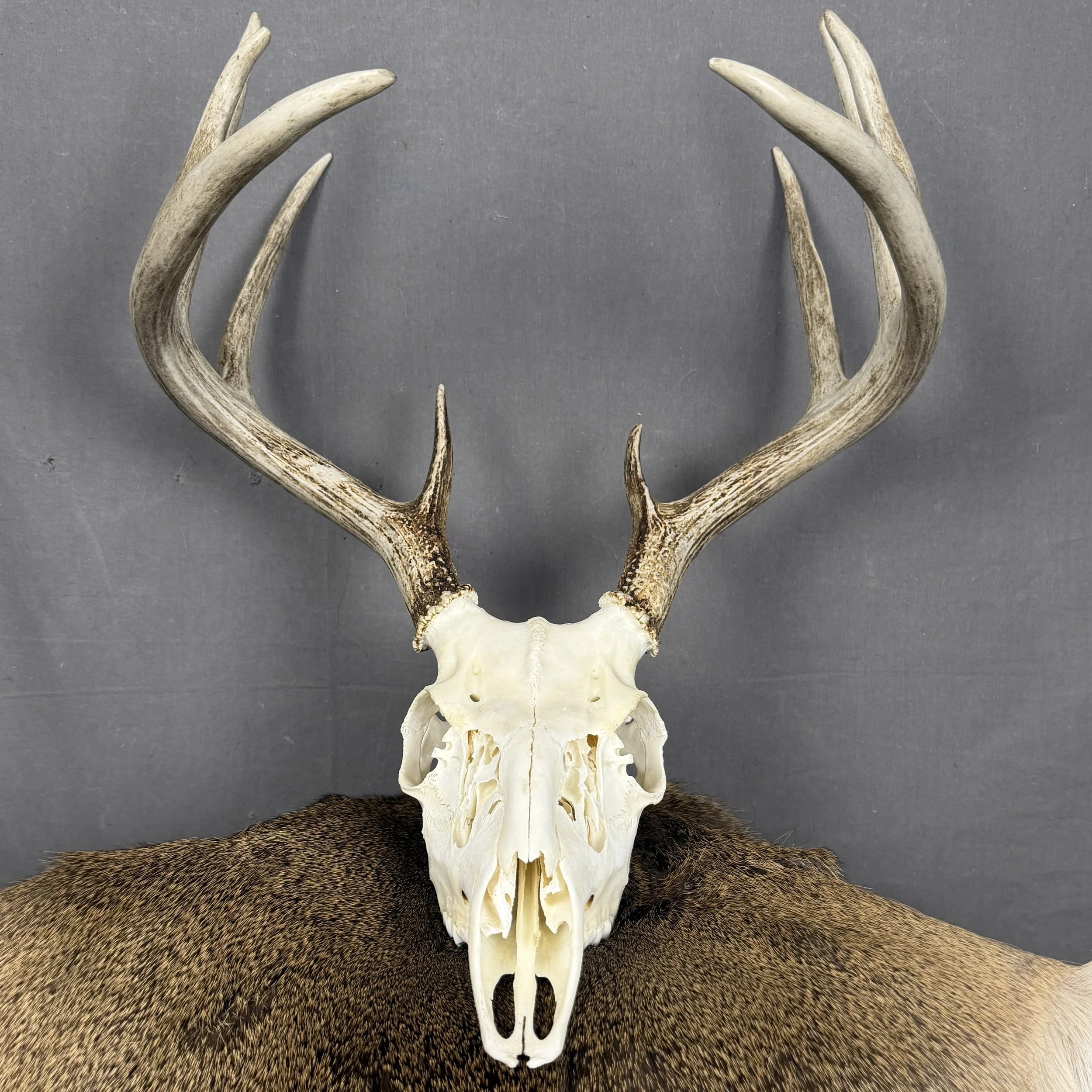 White Tail Deer Skull