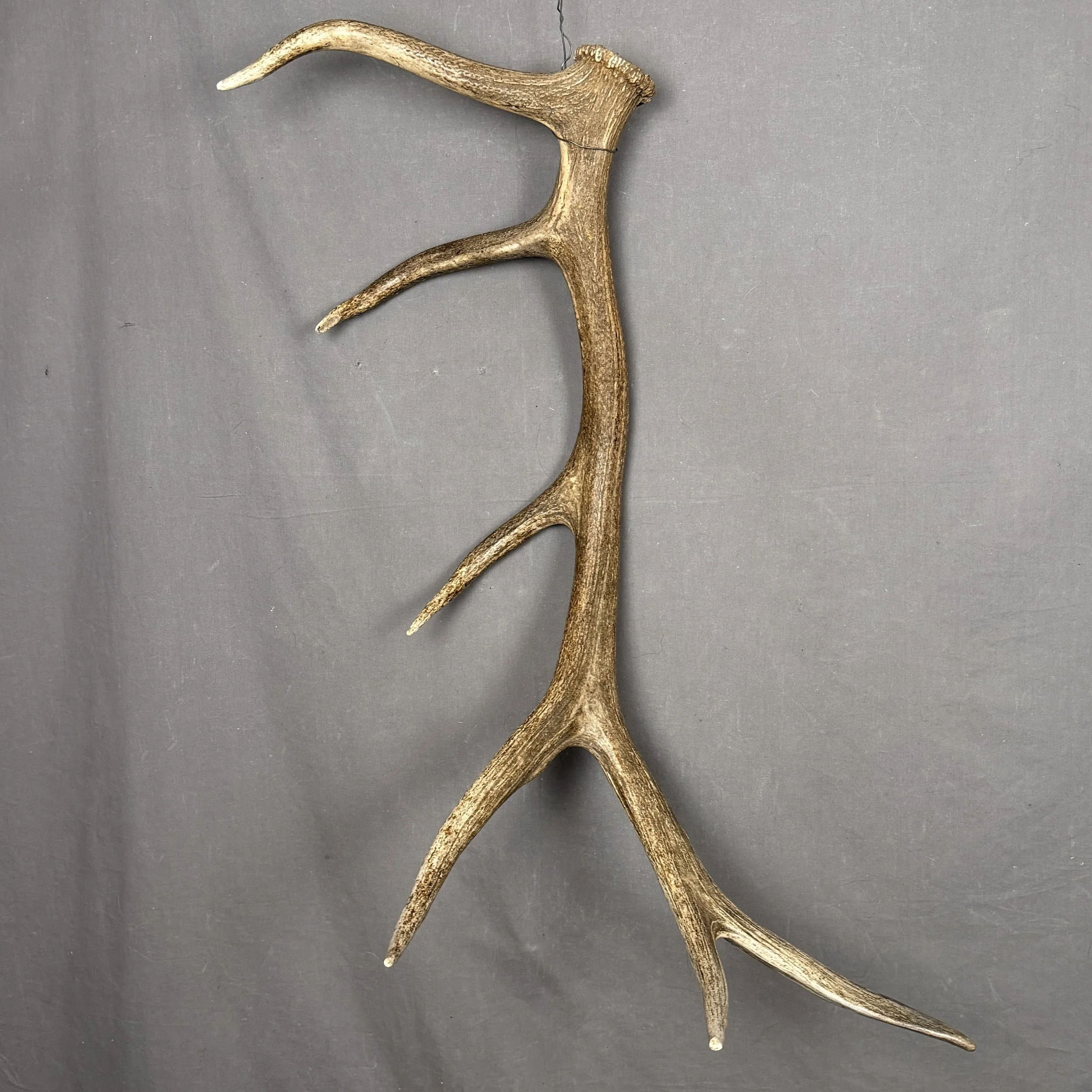 Elk Antler
