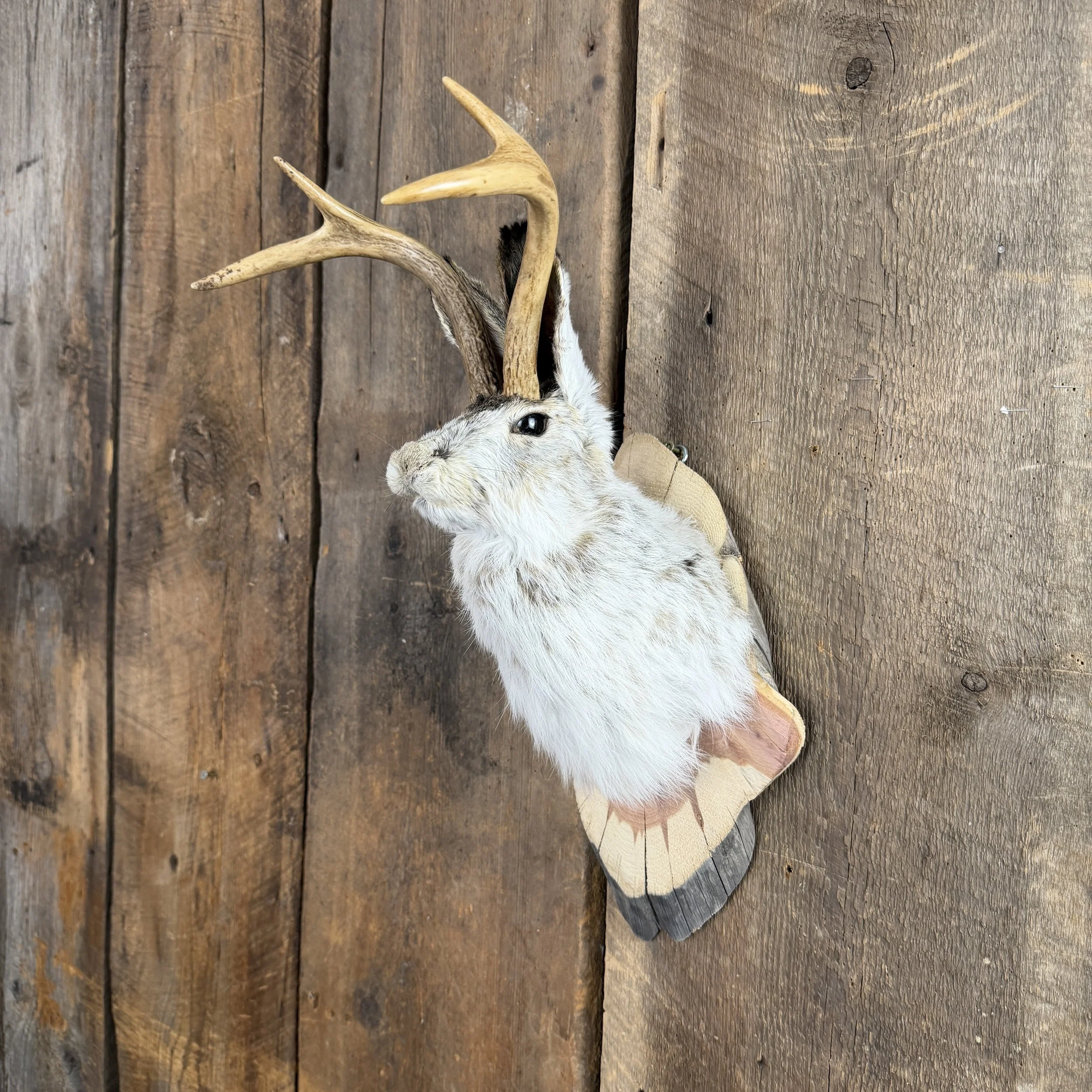 jackalope mount