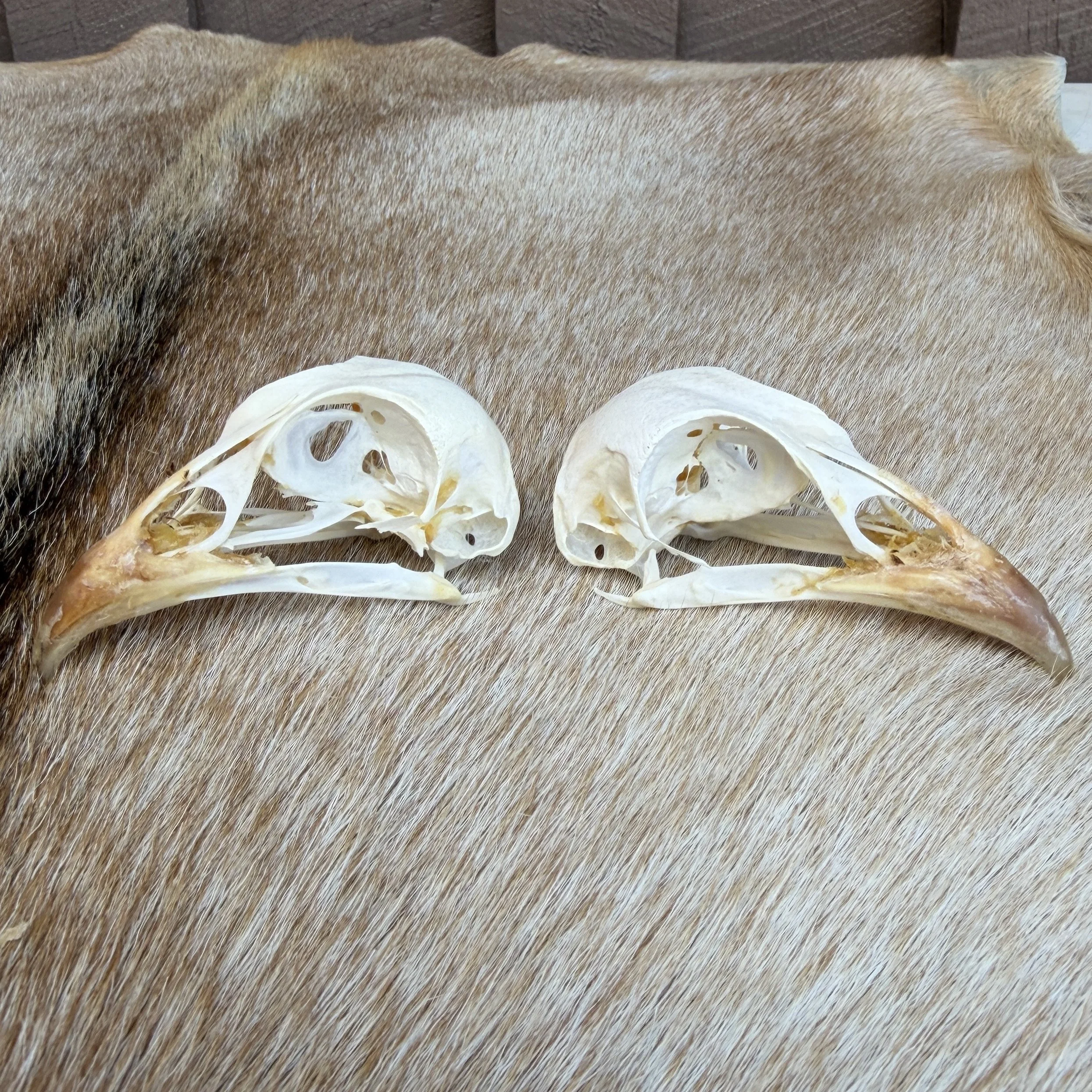 pheasant skull