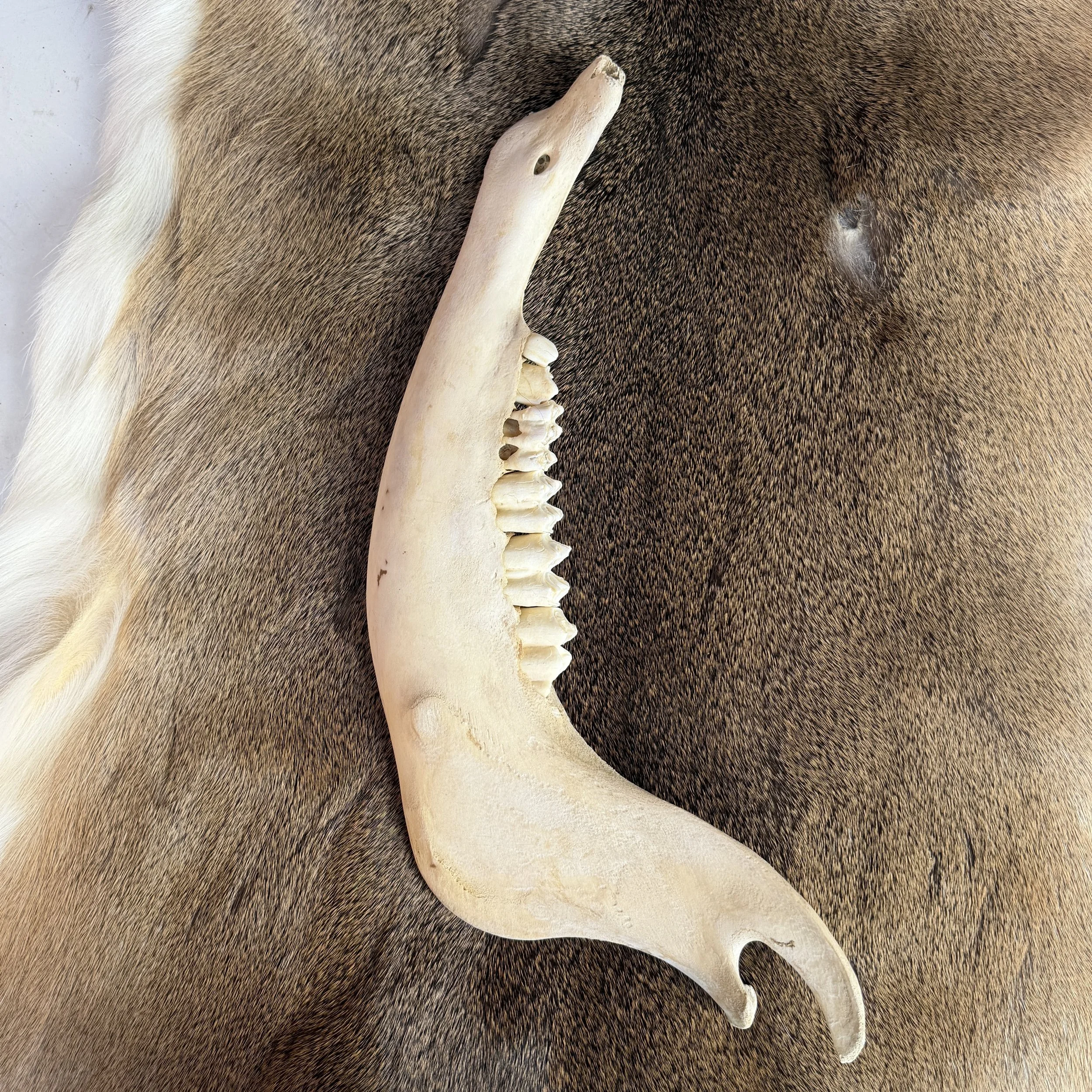 buffalo jaw bone