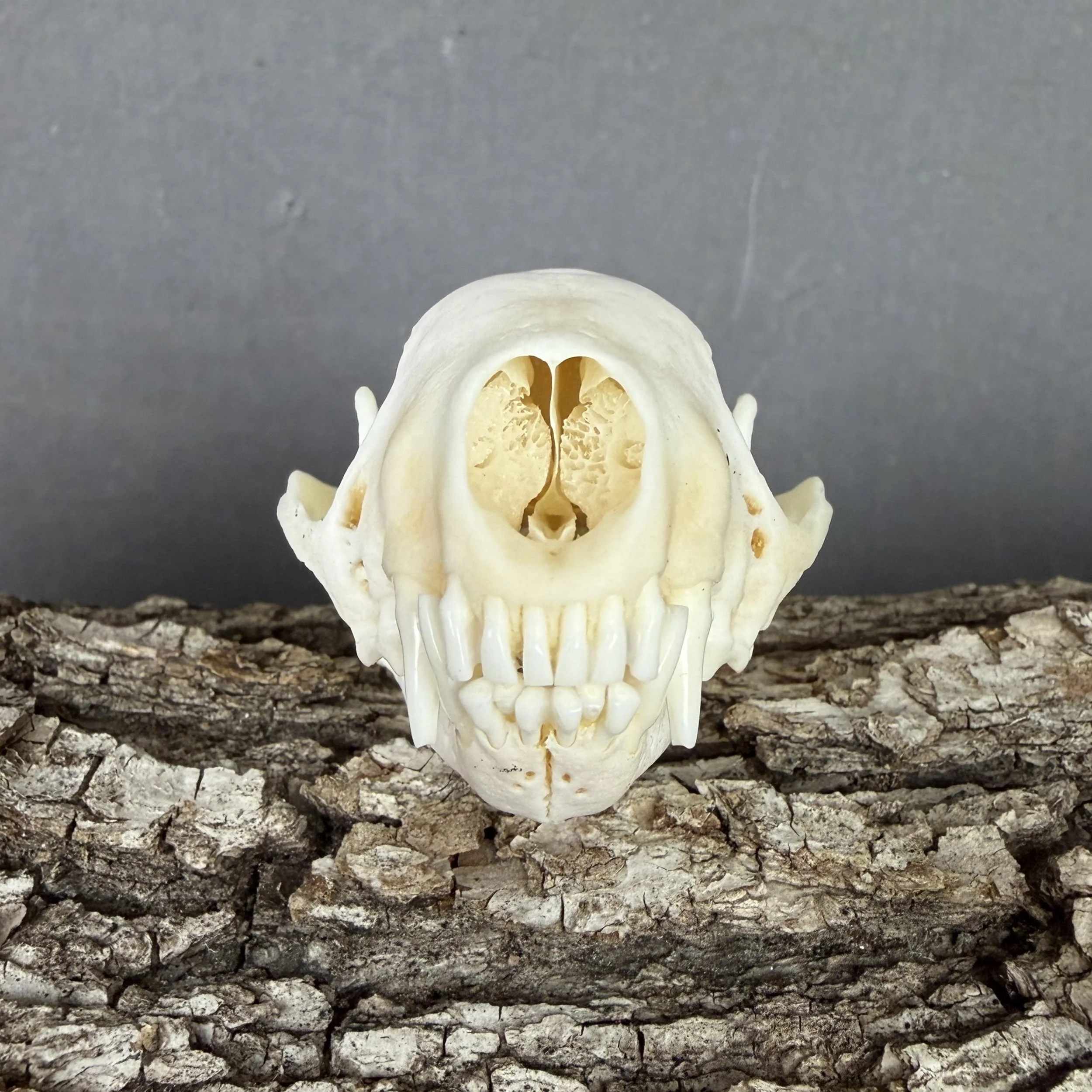 skunk skull