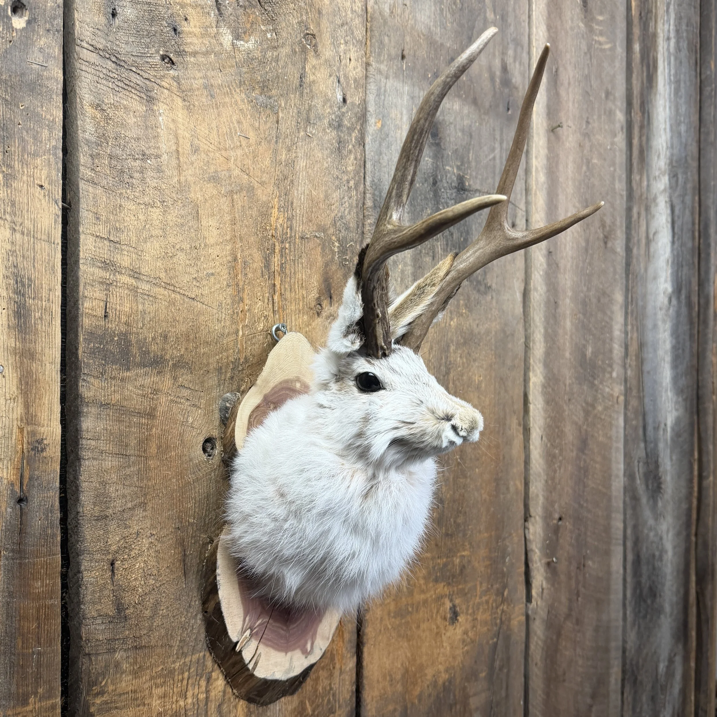 jackalope mount