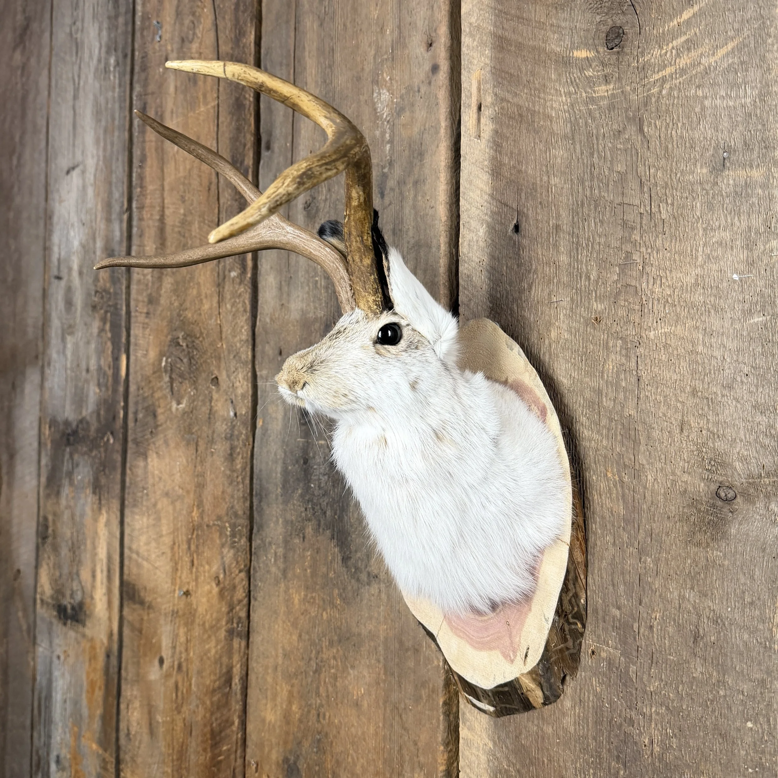 Jackalope Mount SQ0001