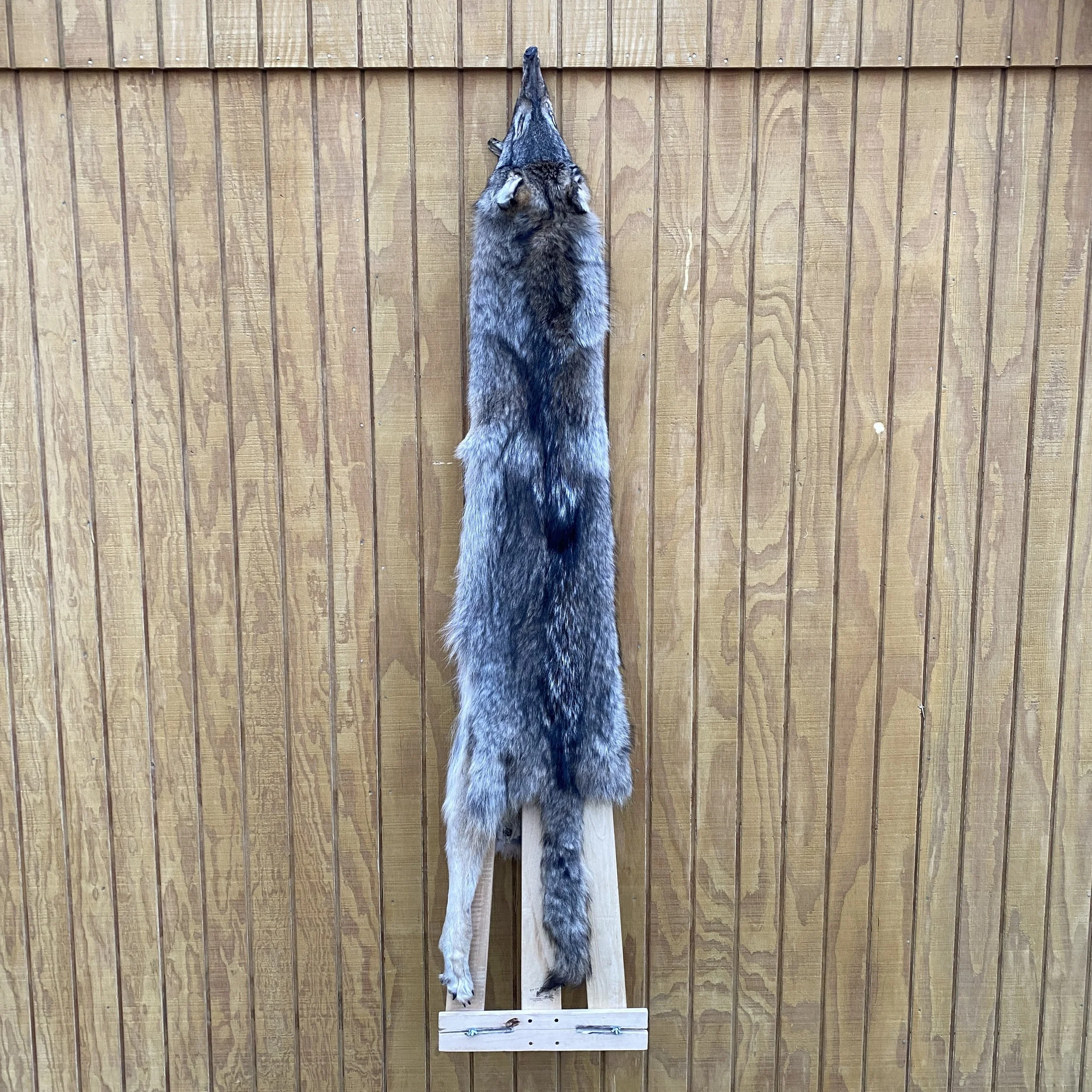 Timber Wolf Hide SQ0583p34