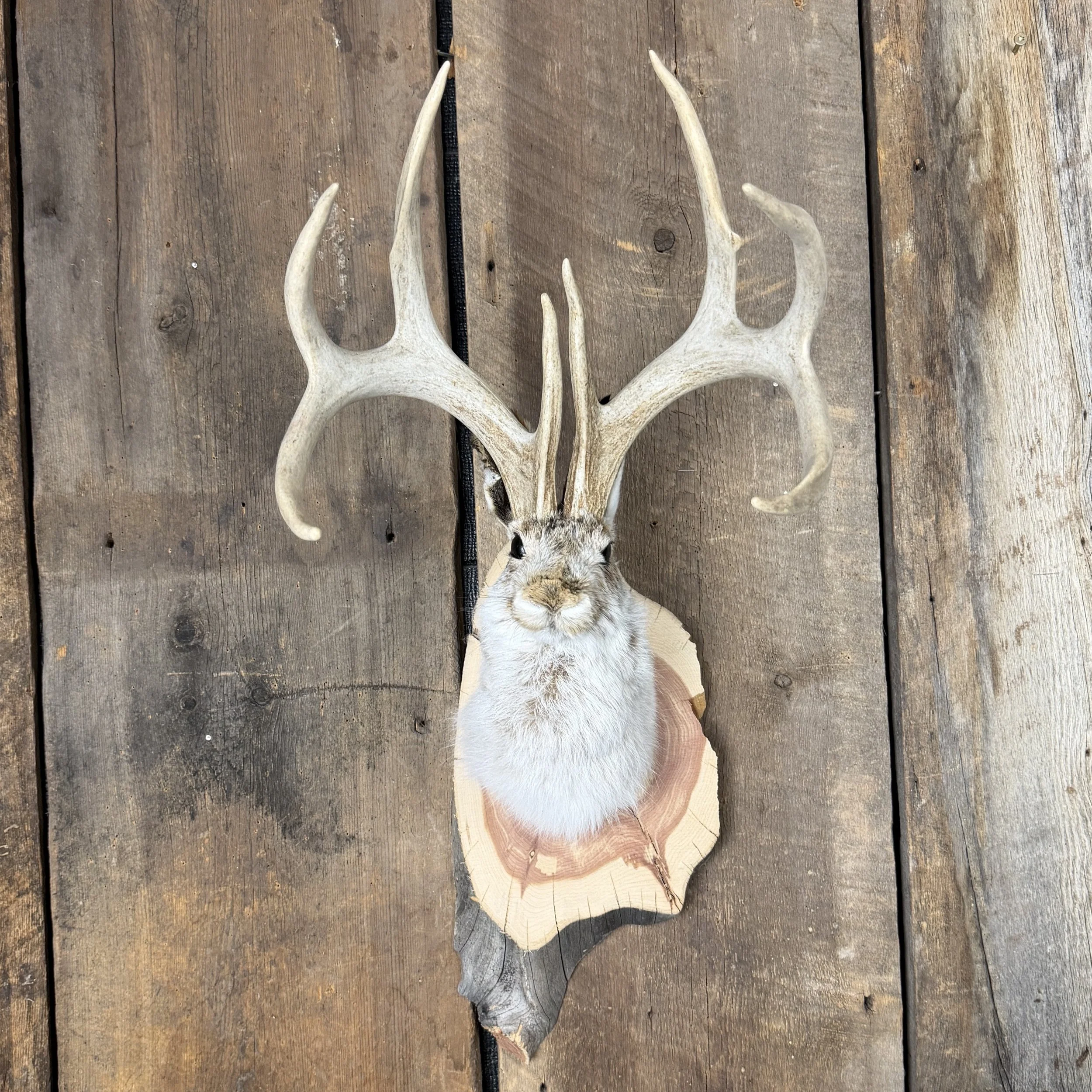 jackalope mount
