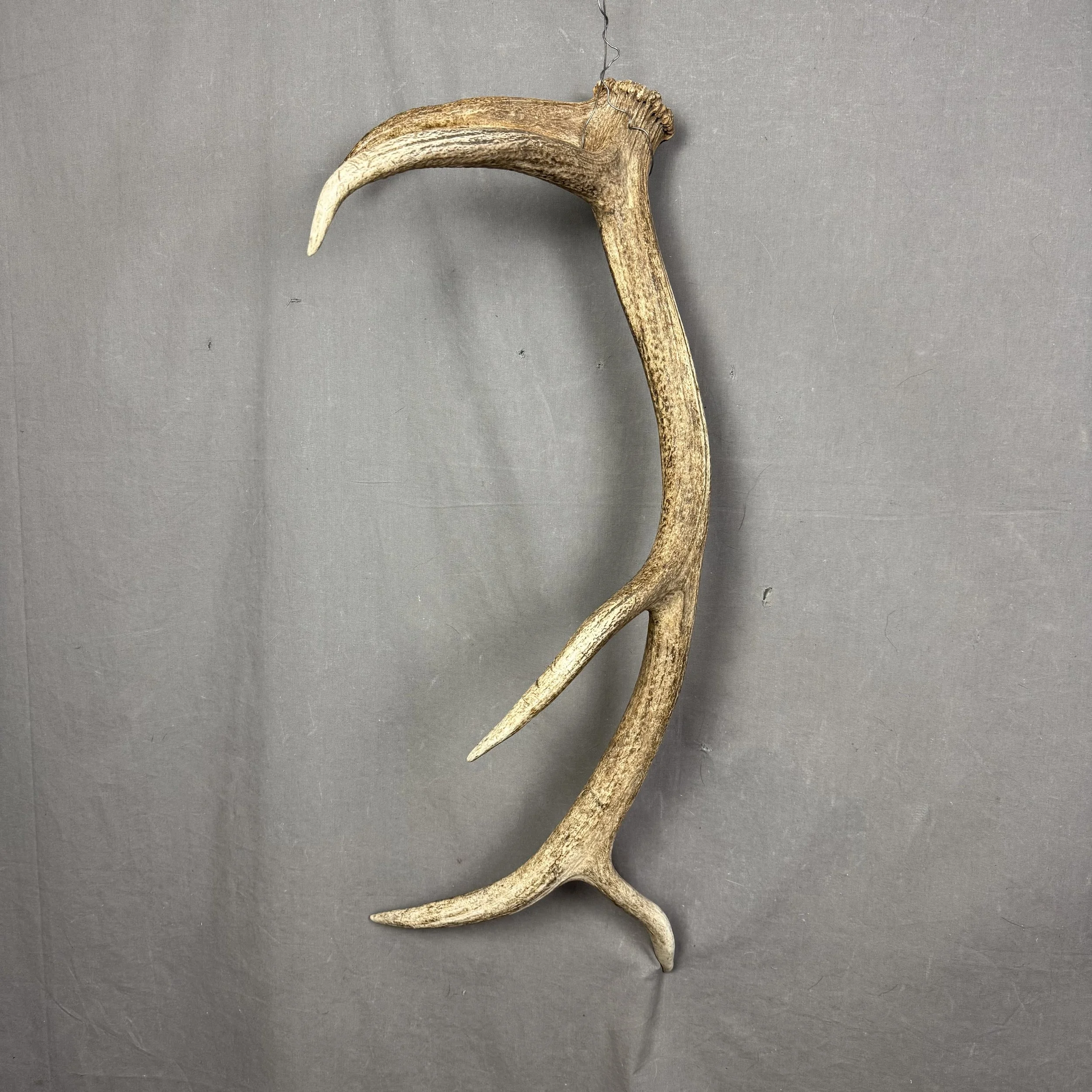 Elk Antler