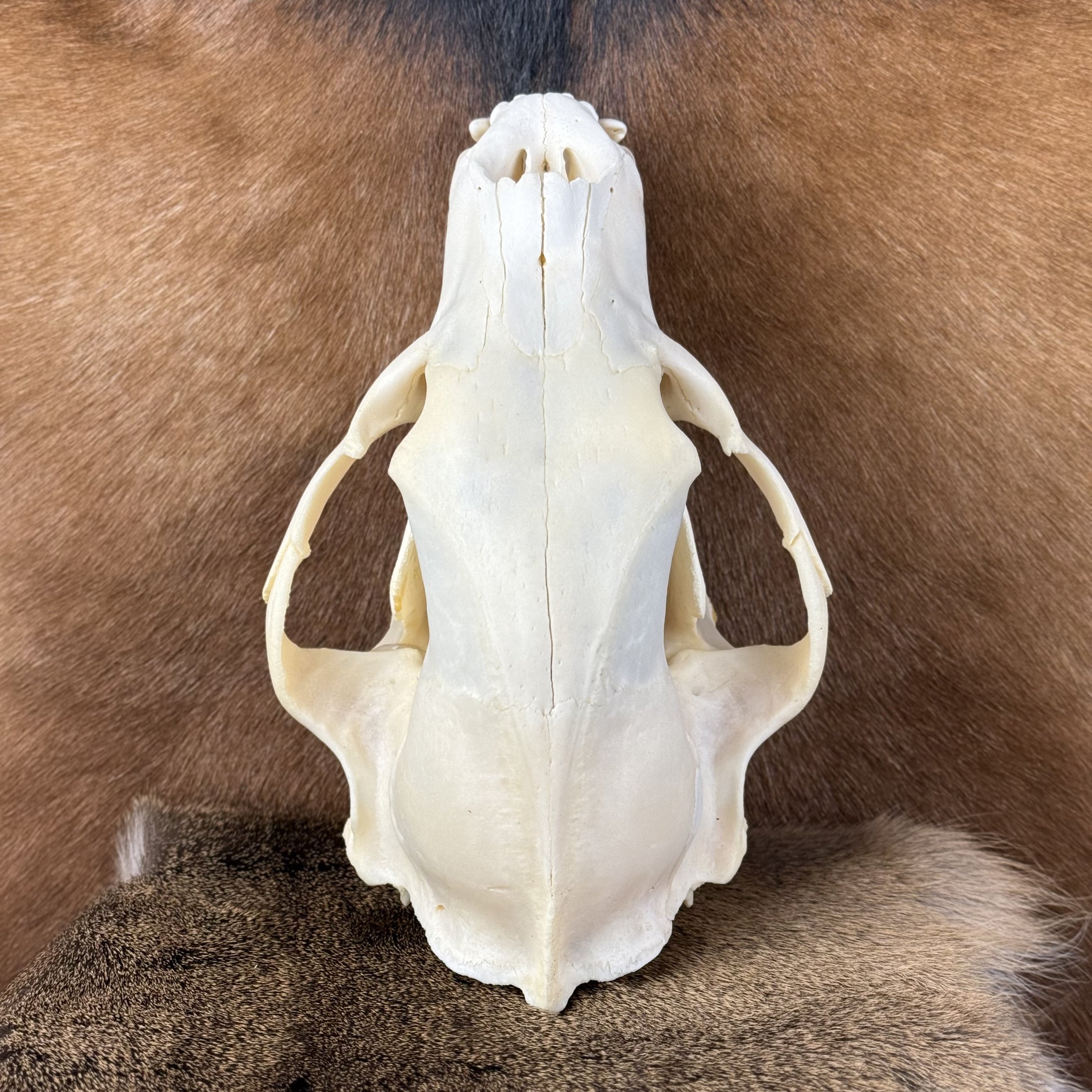 Black Bear Skull