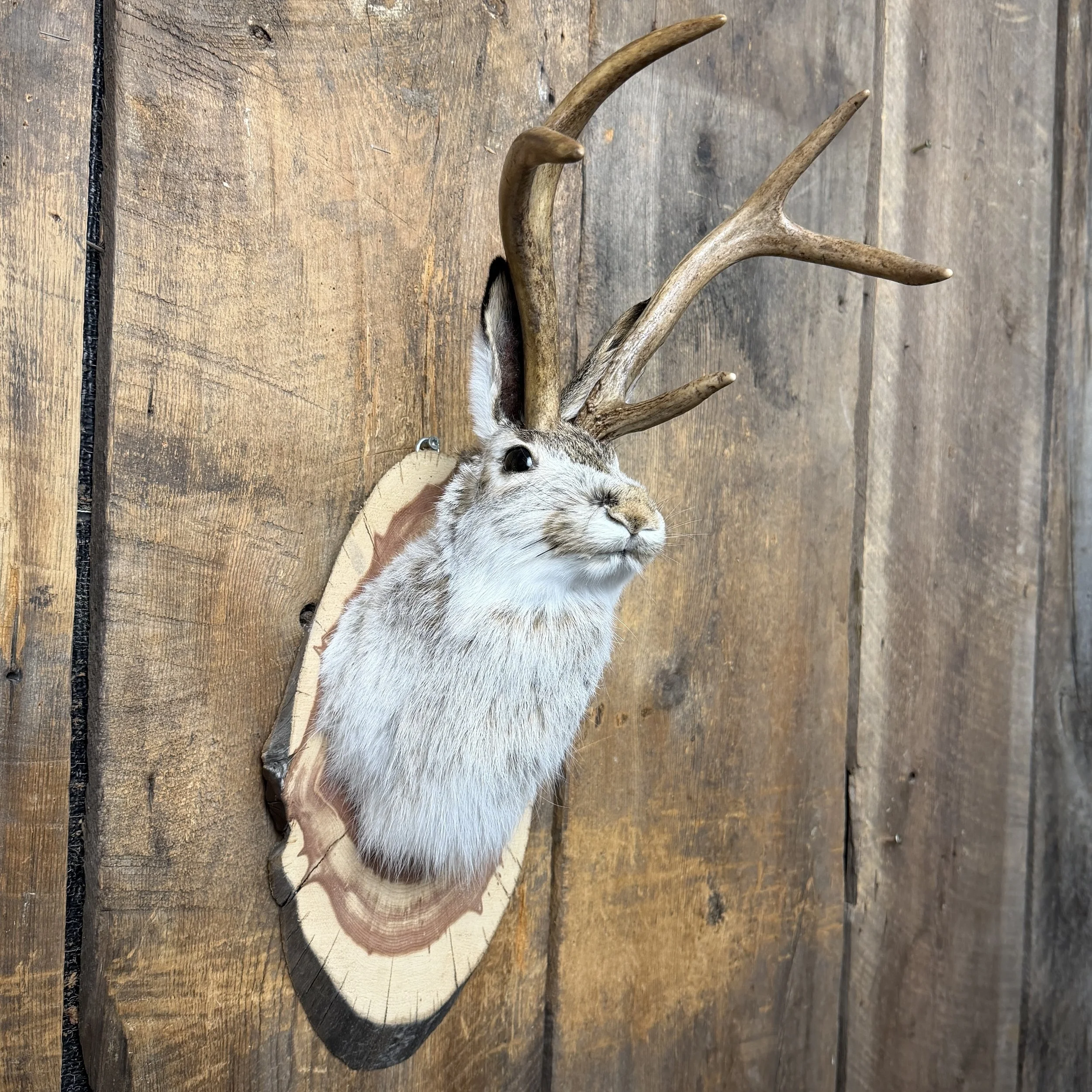 jackalope mount