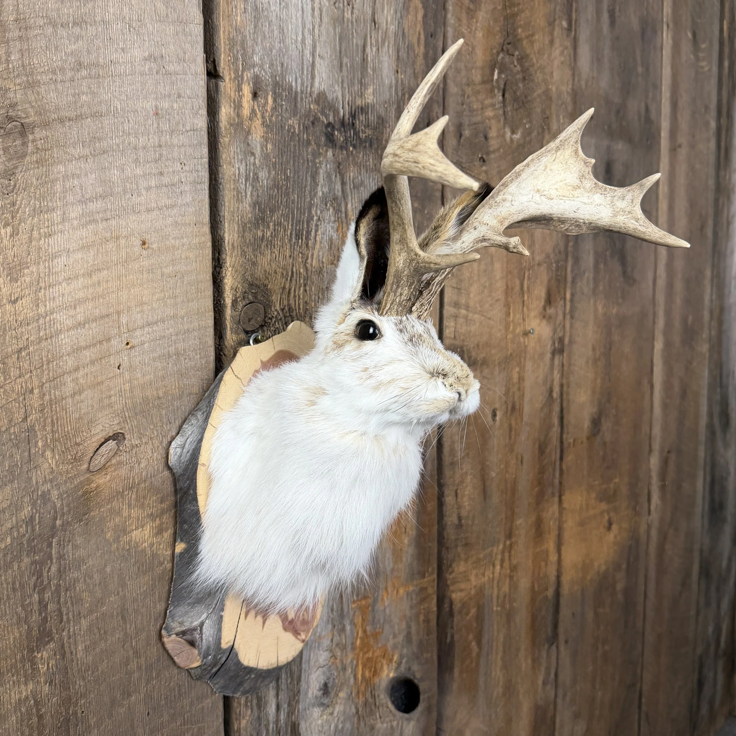 jackalope mount