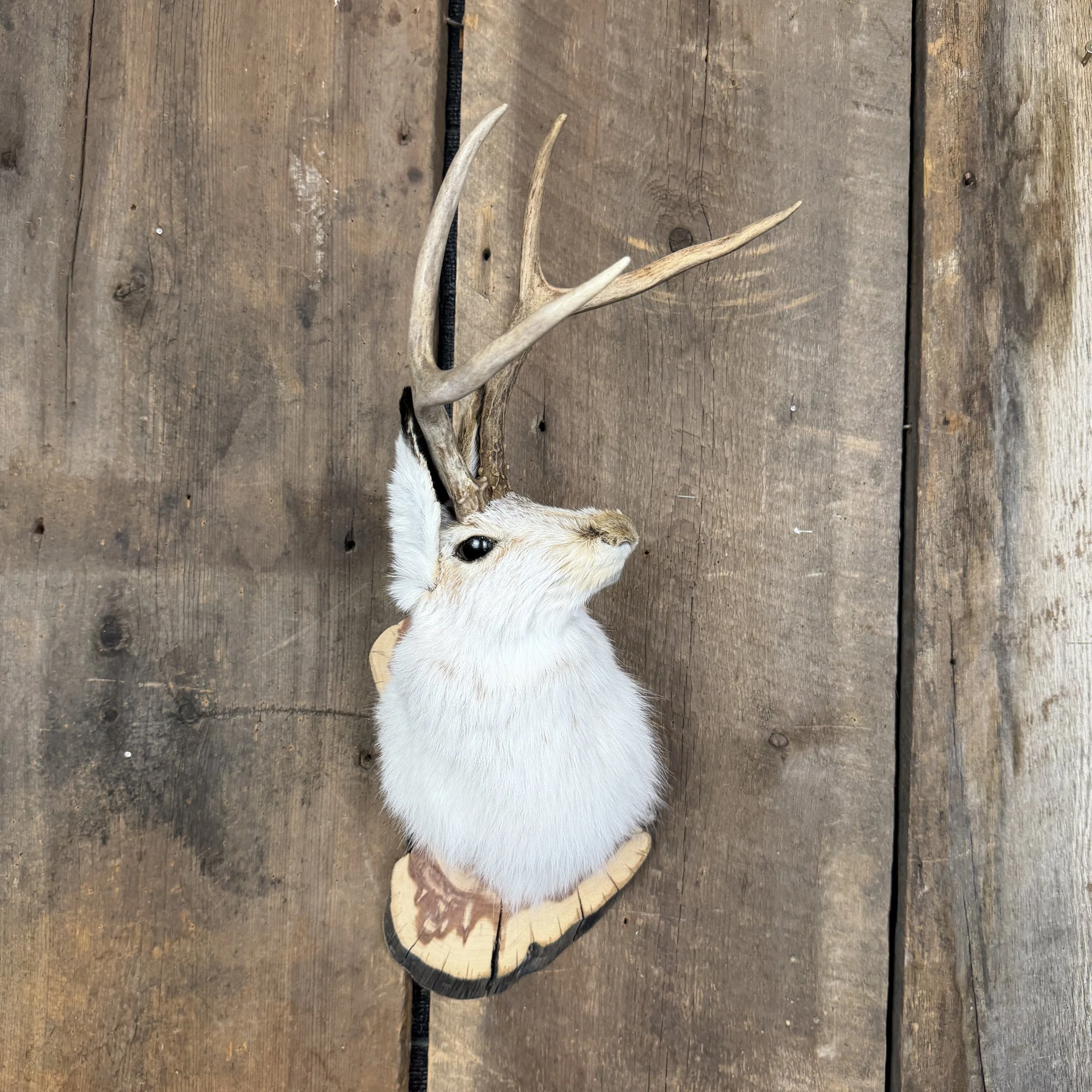 jackalope mount