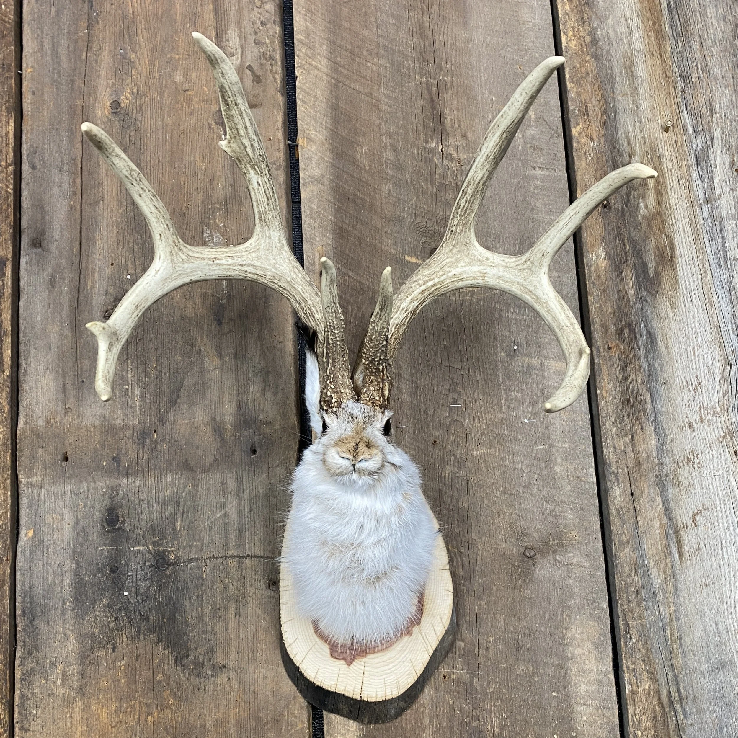 jackalope mount