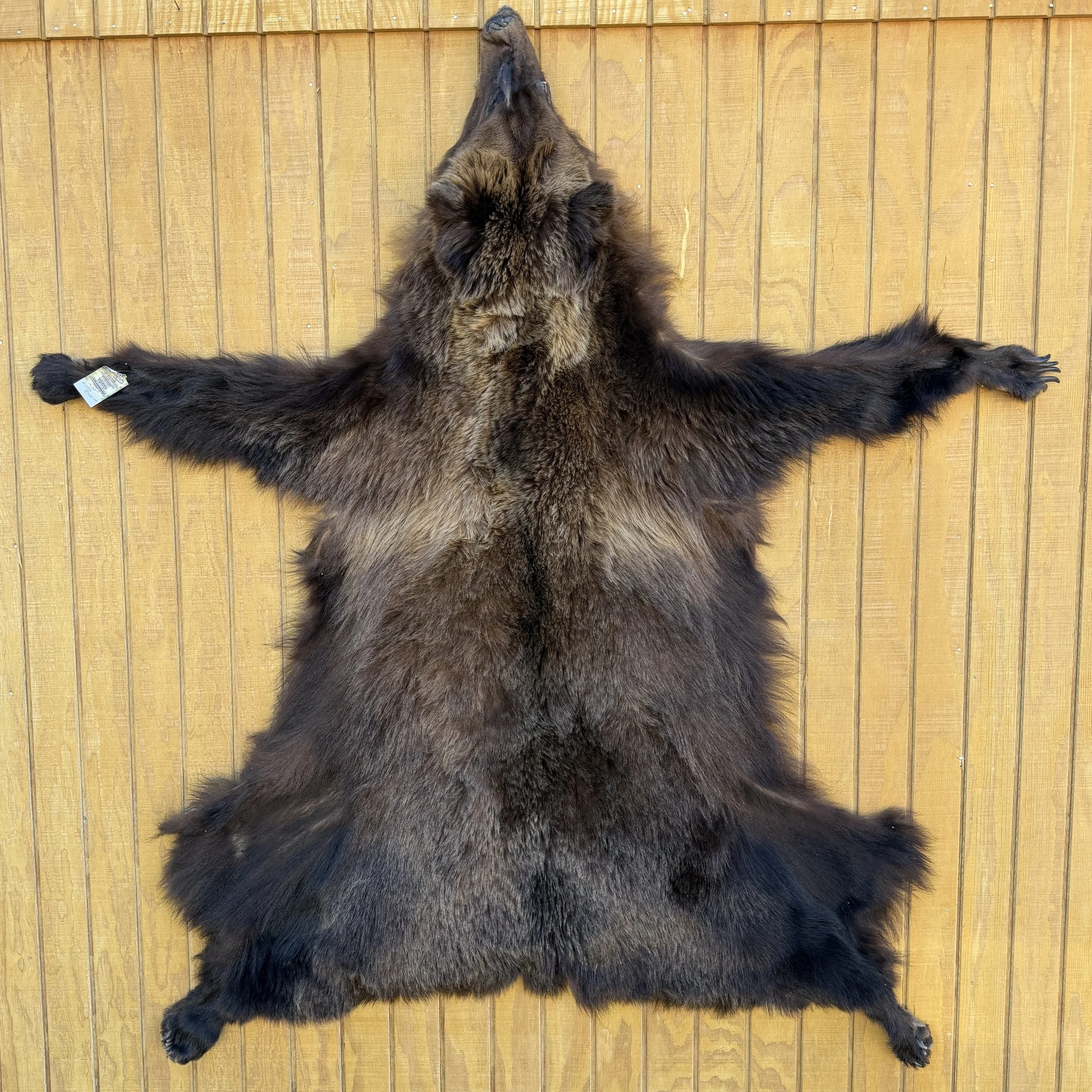 Grizzly hide