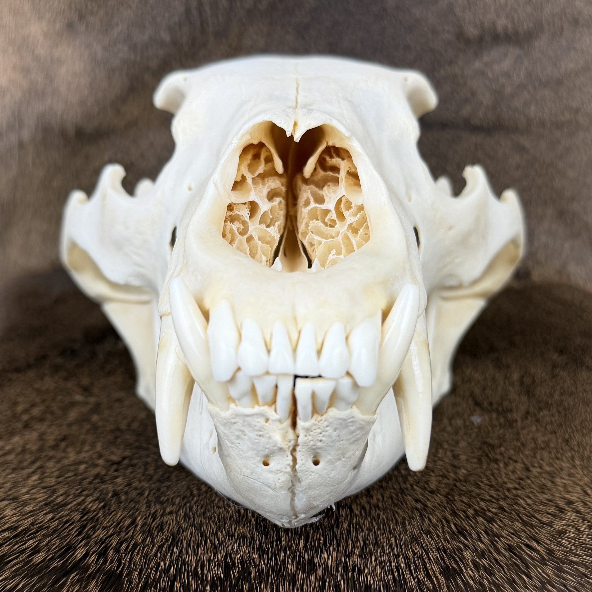 black bear skull