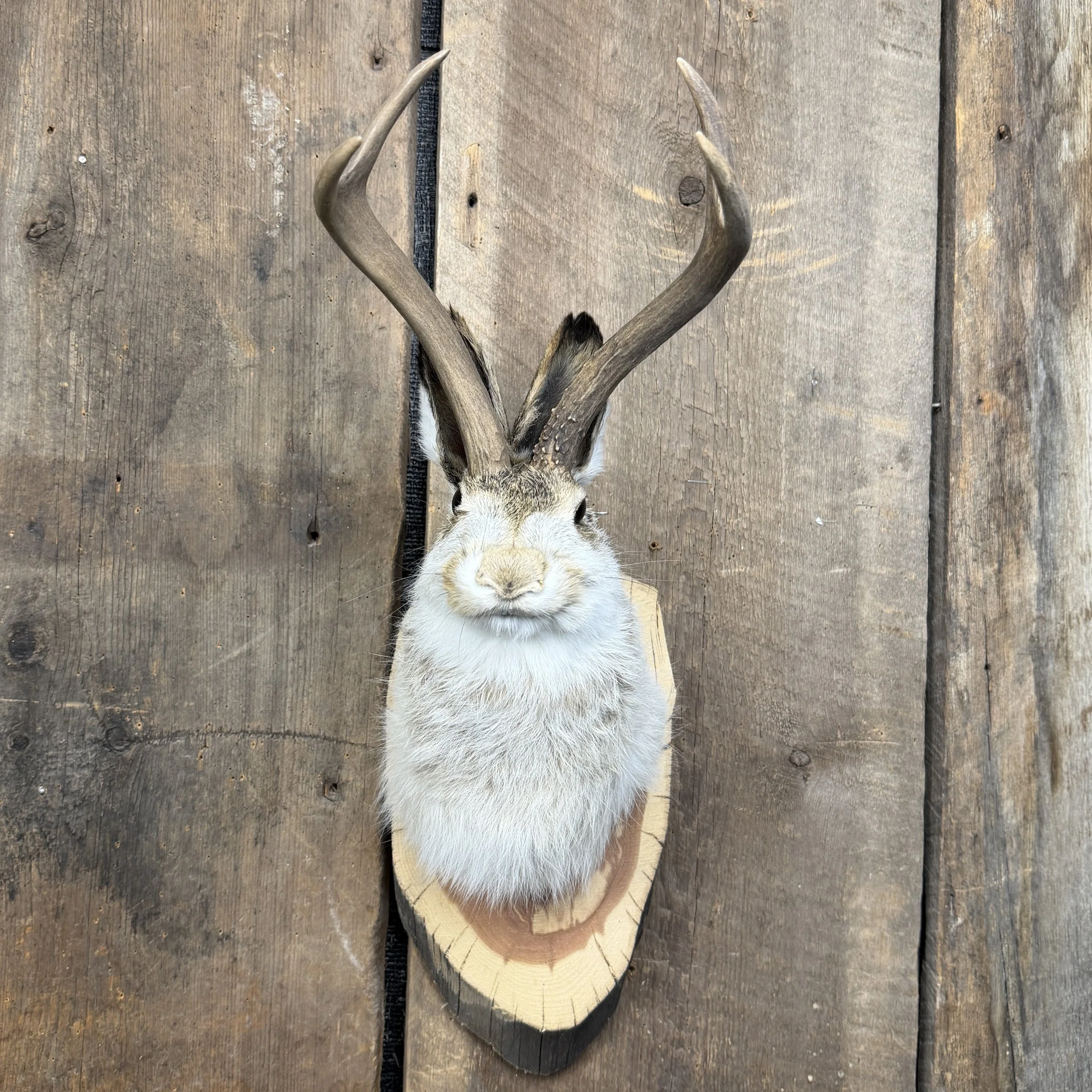 jackalope mount