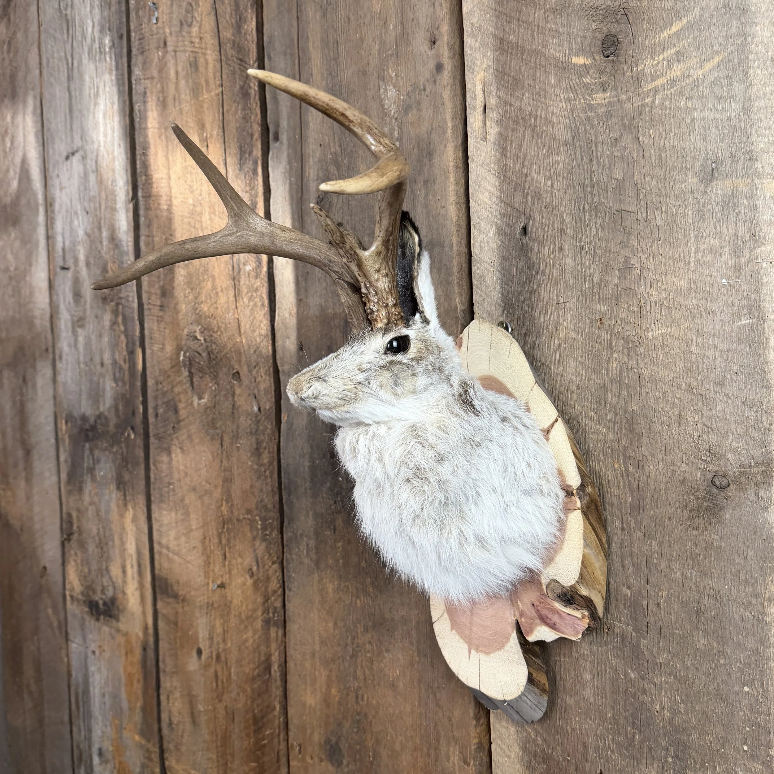 jackalope mount