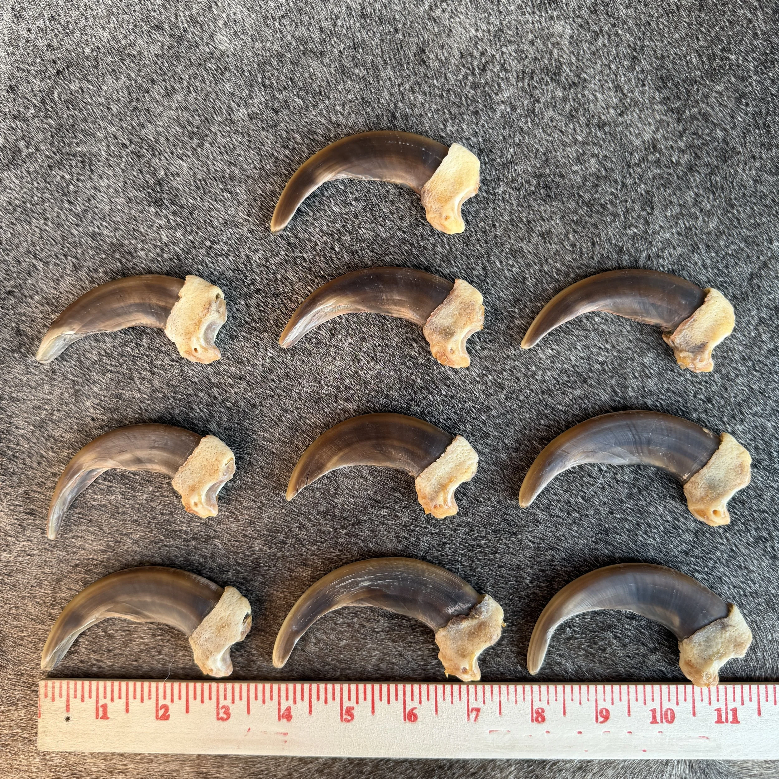 grizzly claw
