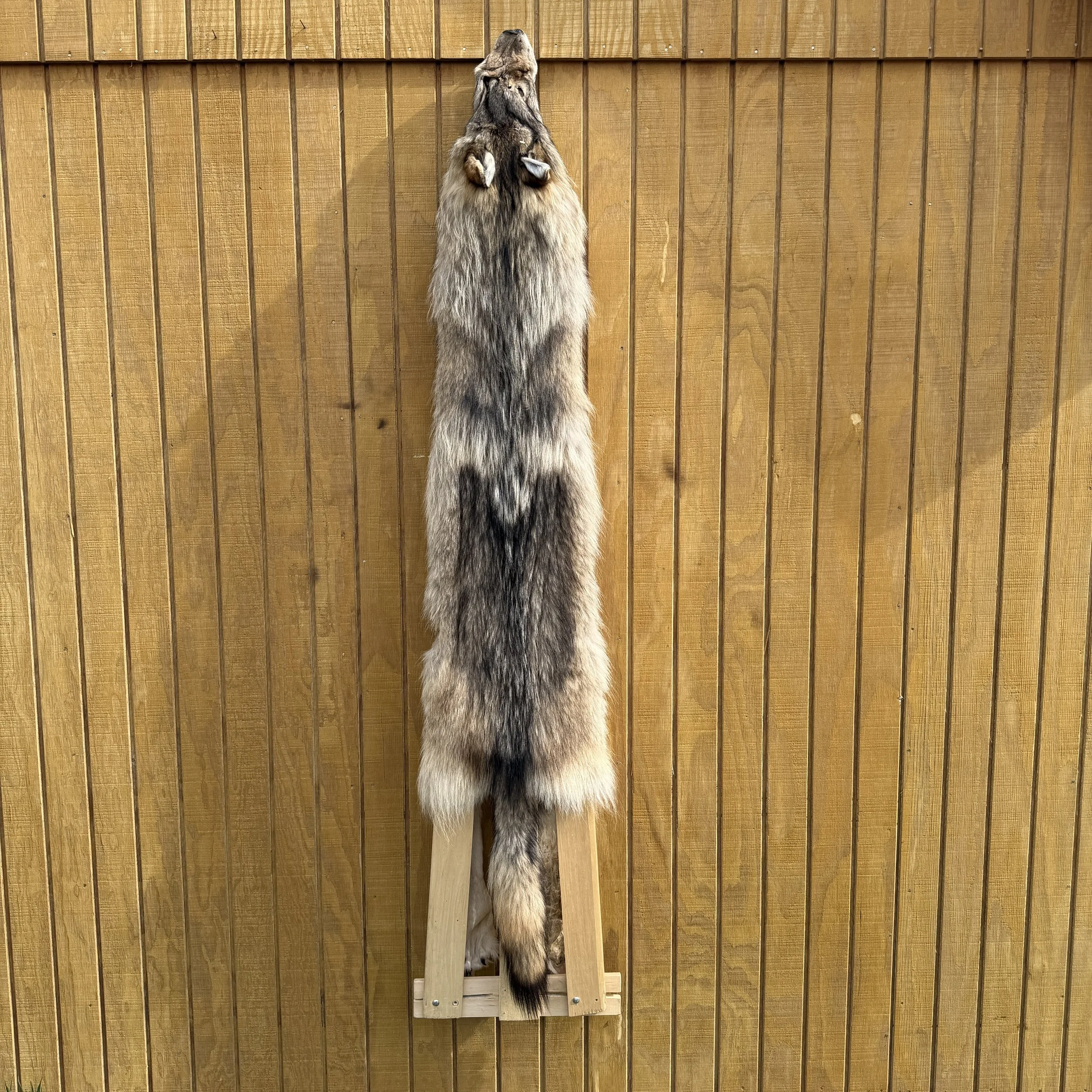 Timber Wolf Hide SQ2238P30