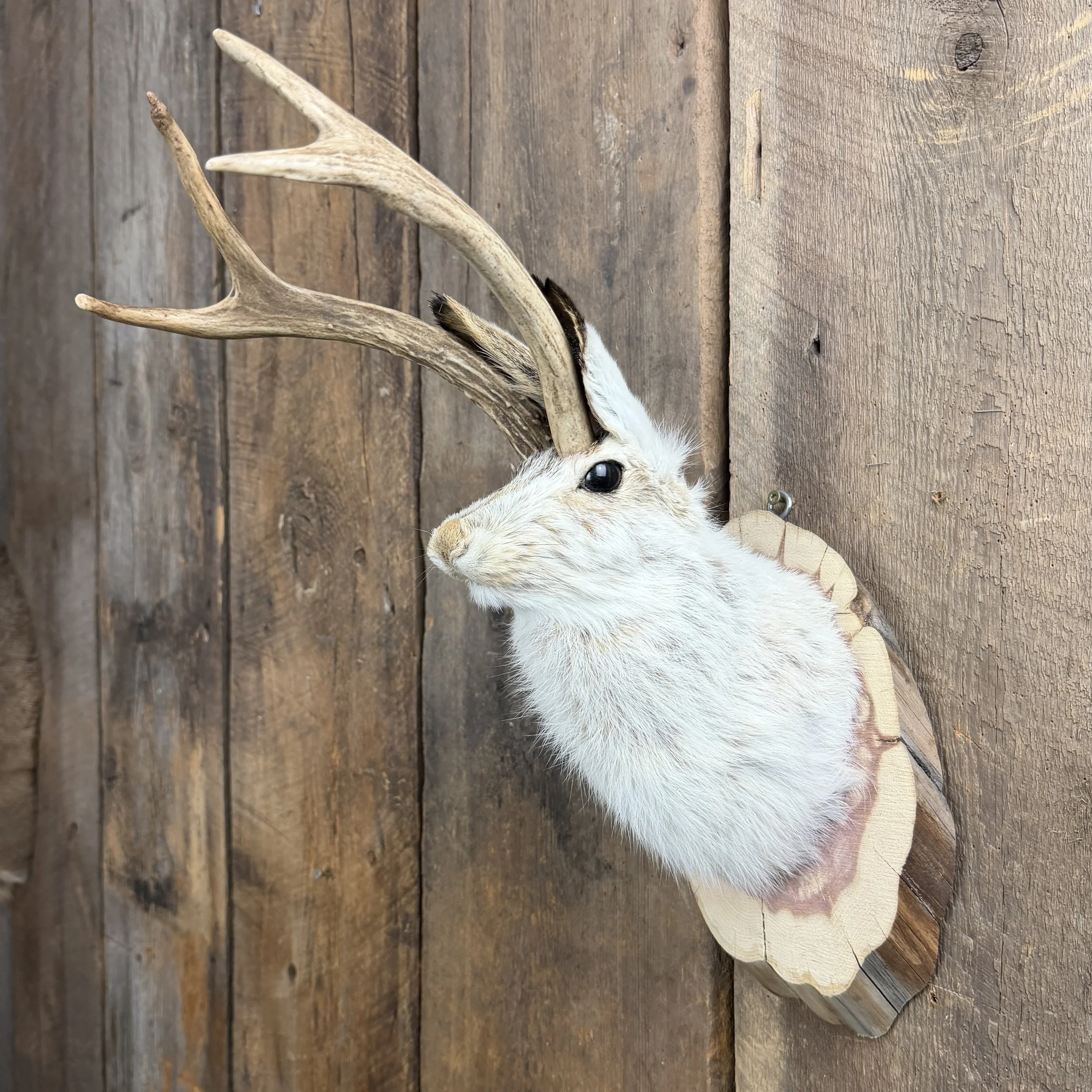 jackalope mount