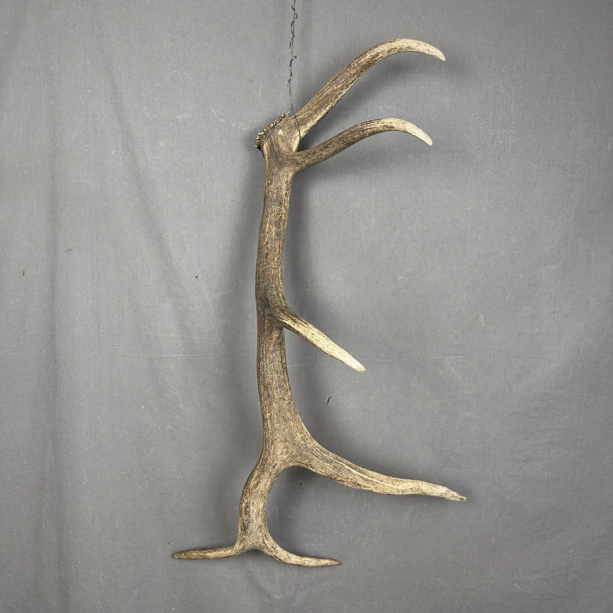 Elk Antler
