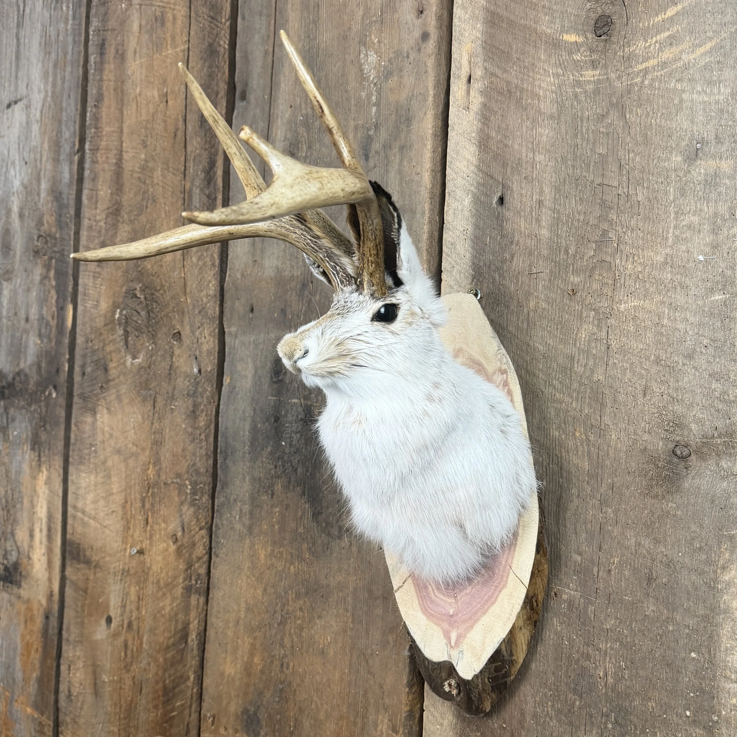 Jackalope Mount SQ5151