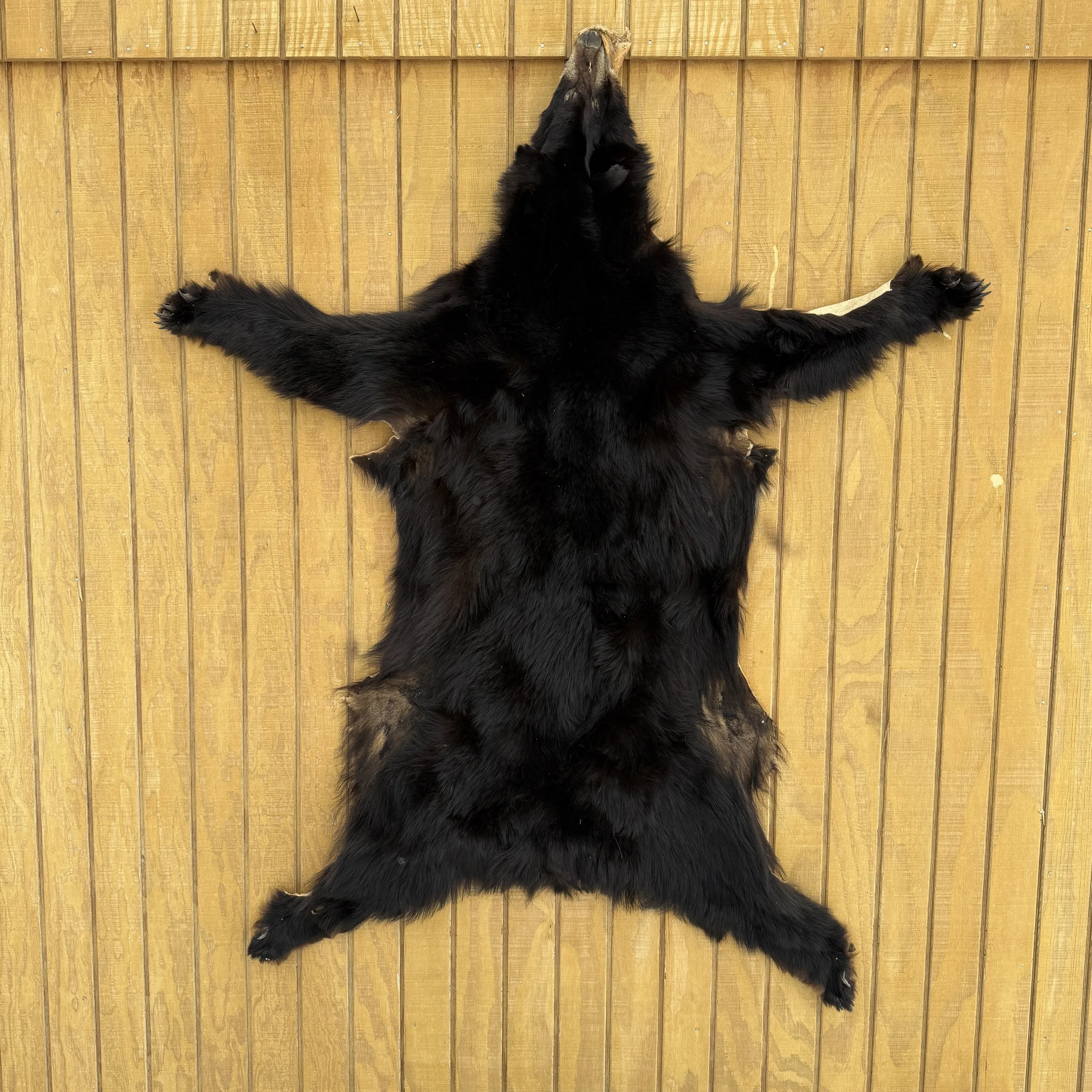 Black Bear Hide