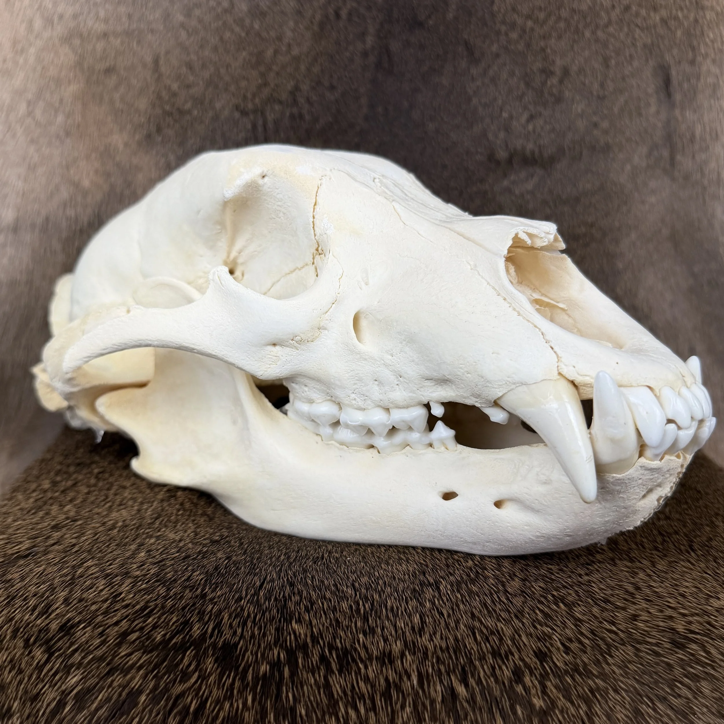 black bear skull