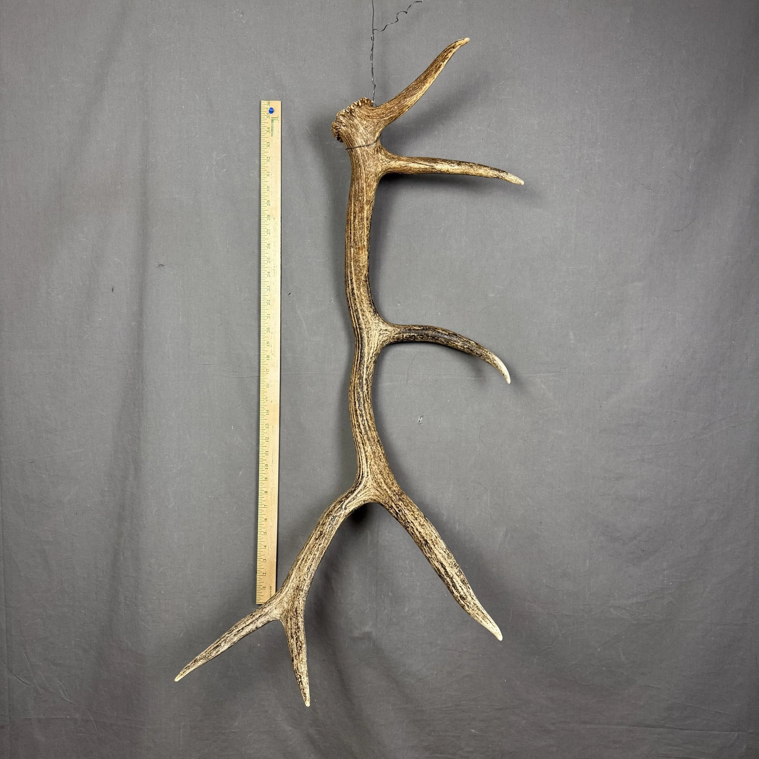 Elk Antler