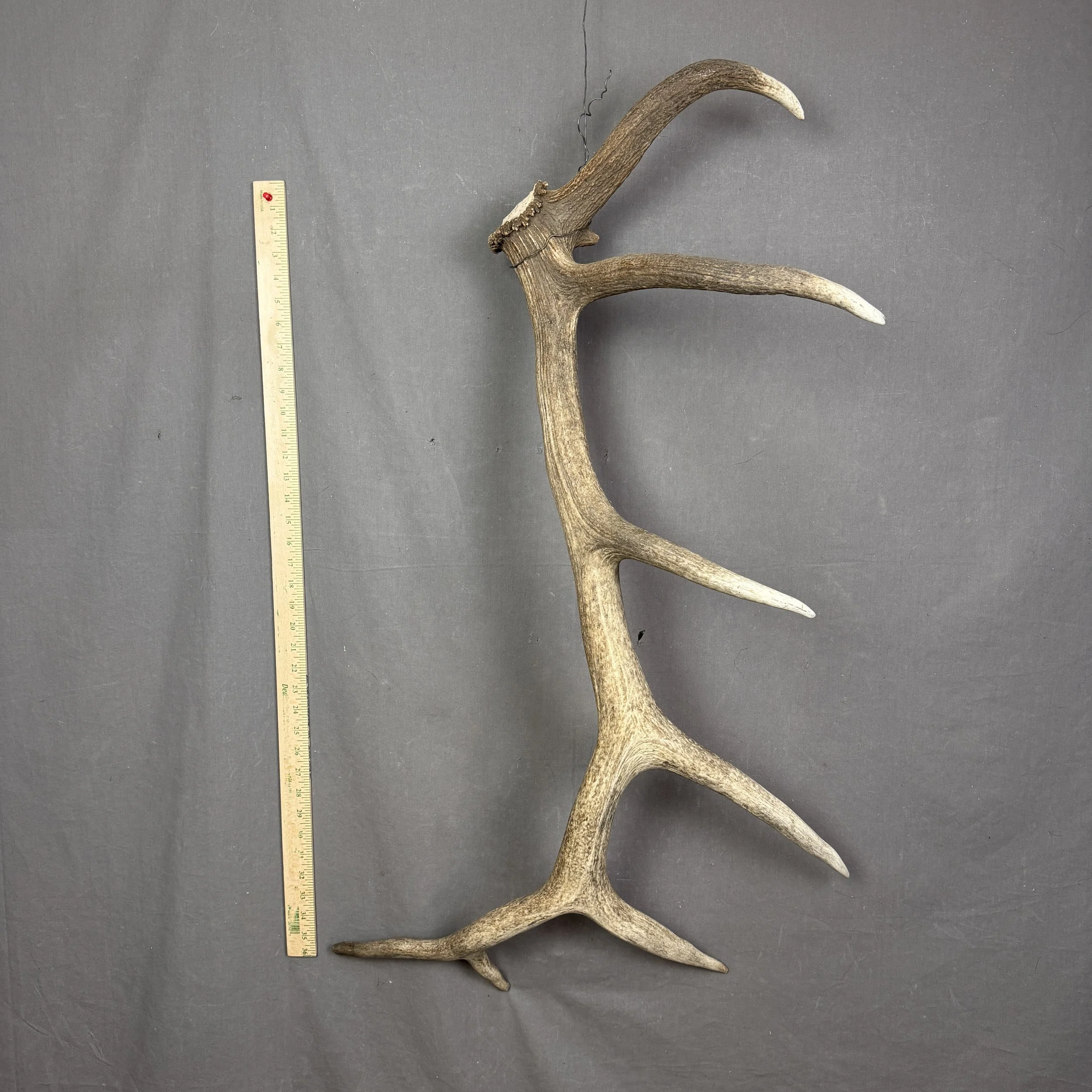 Elk Antler
