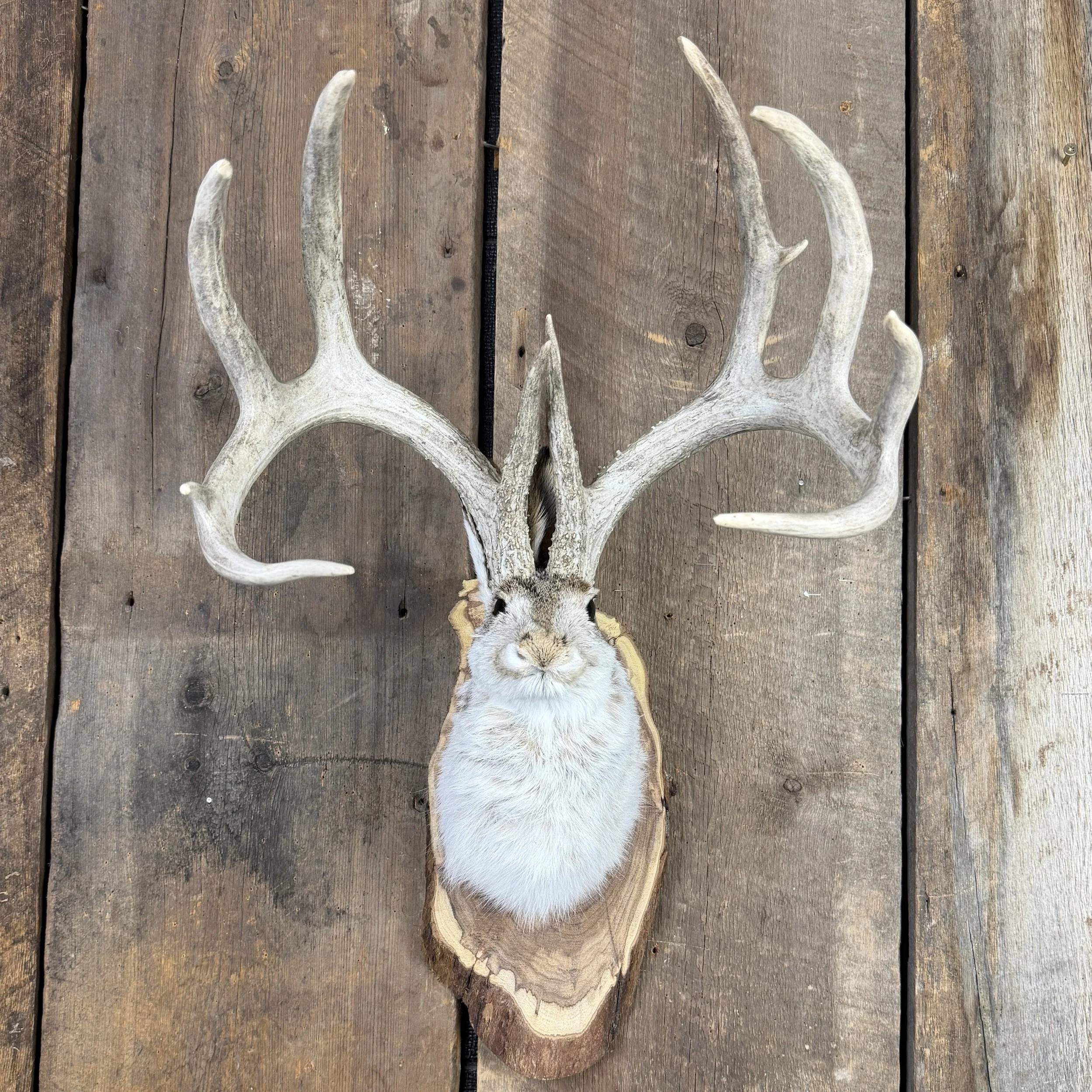 jackalope mount