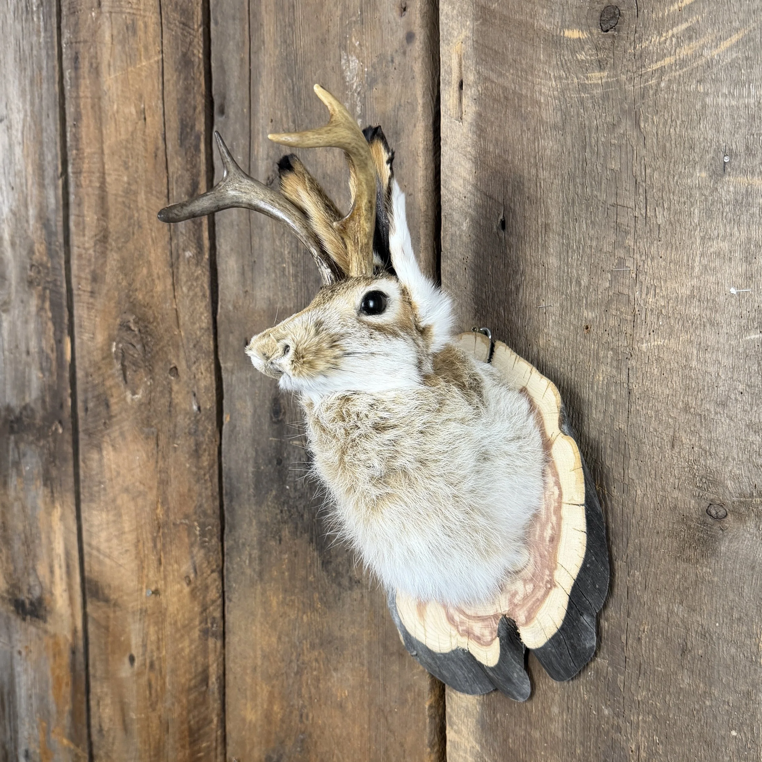 jackalope mount