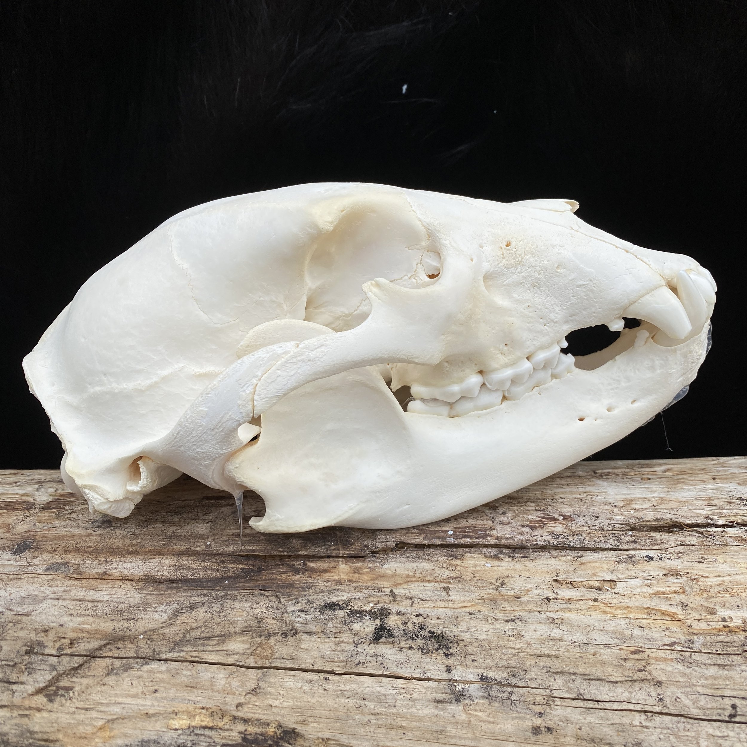 black bear skull