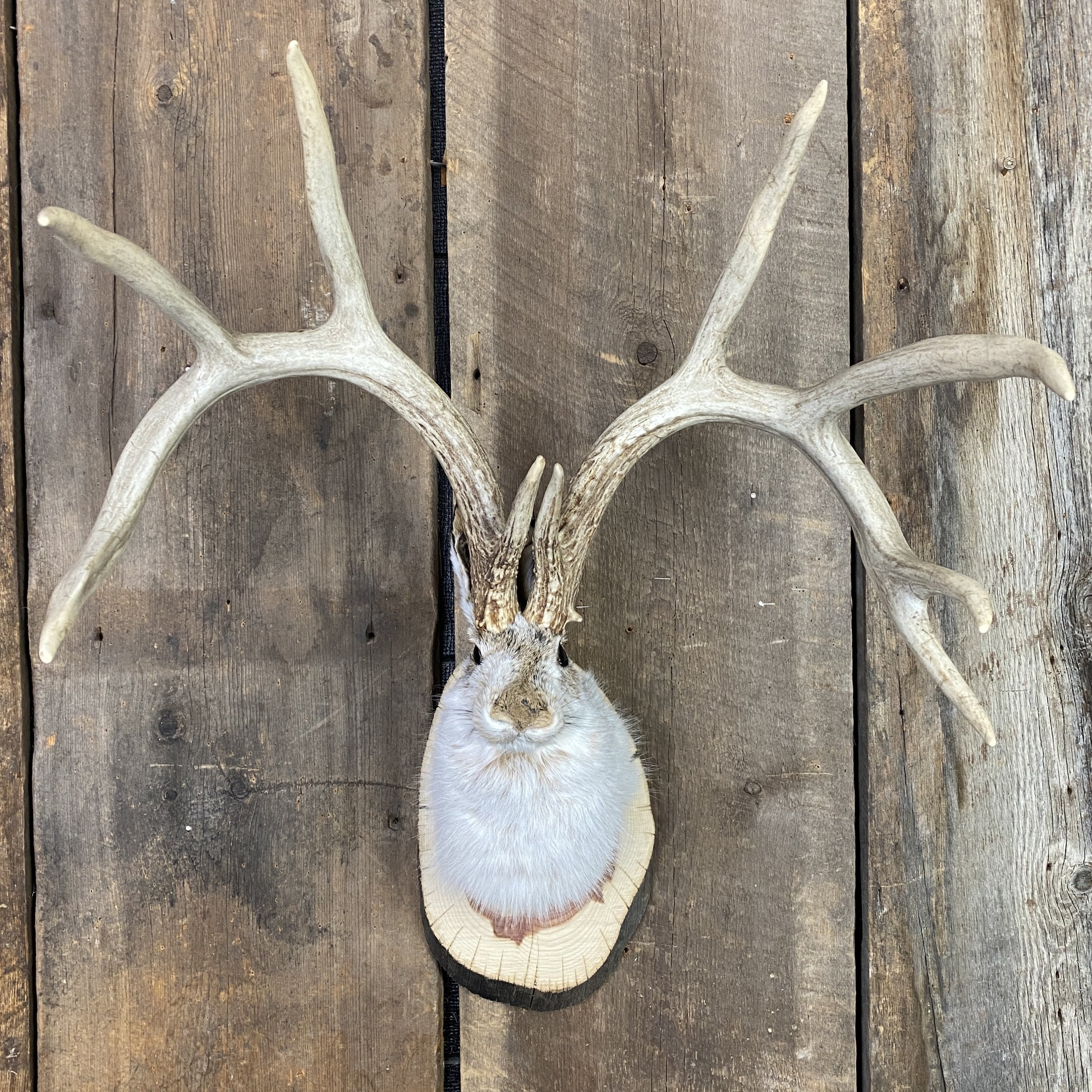 jackalope mount