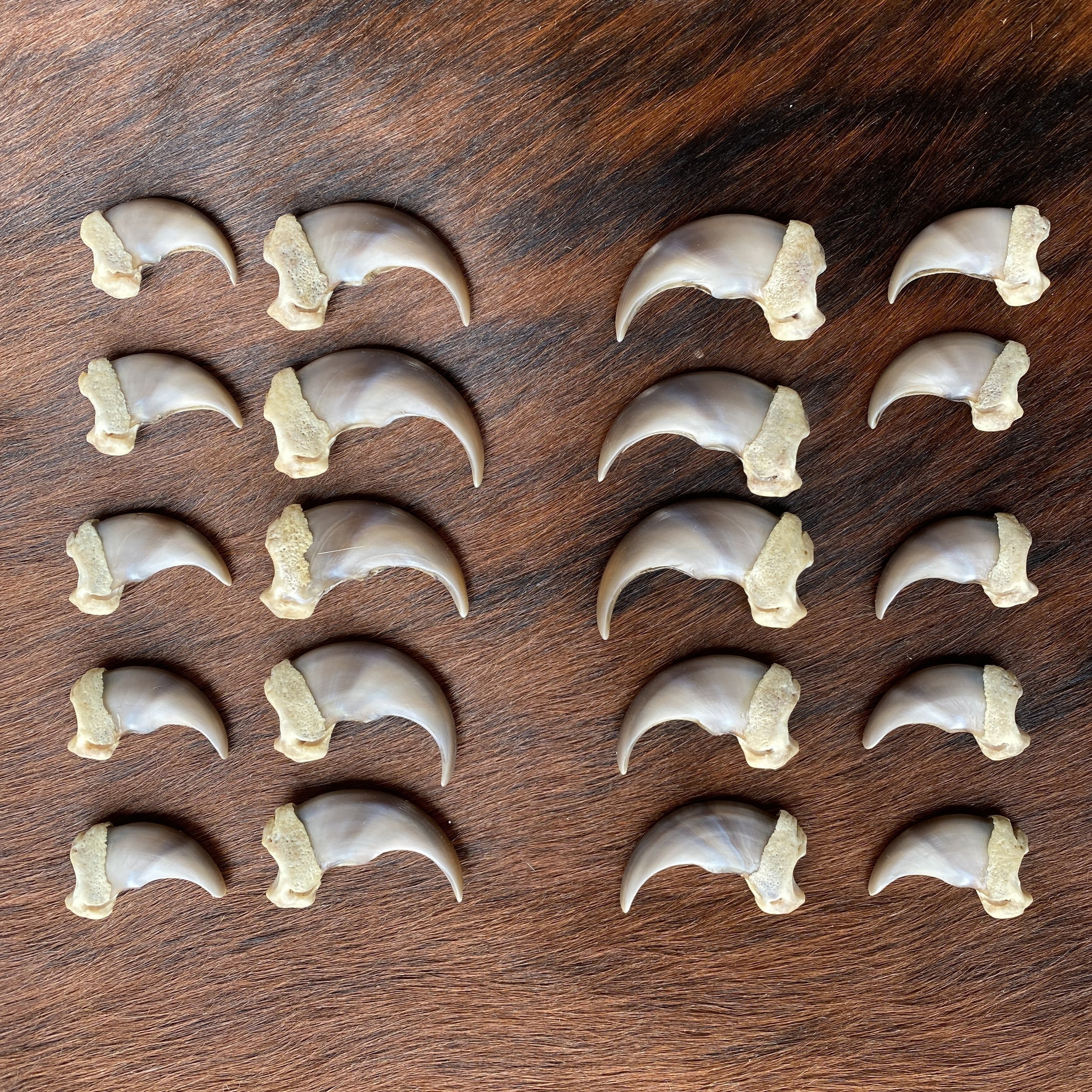black bear claw set