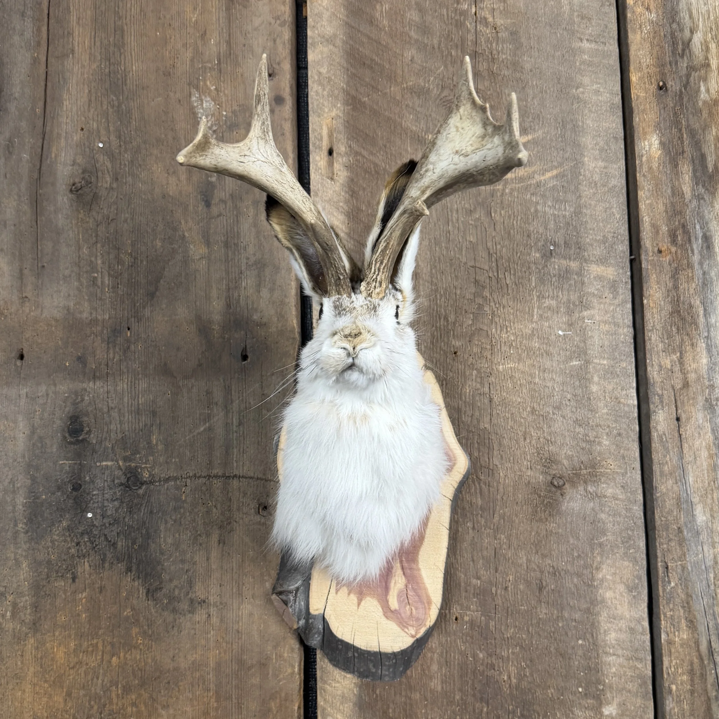 jackalope mount