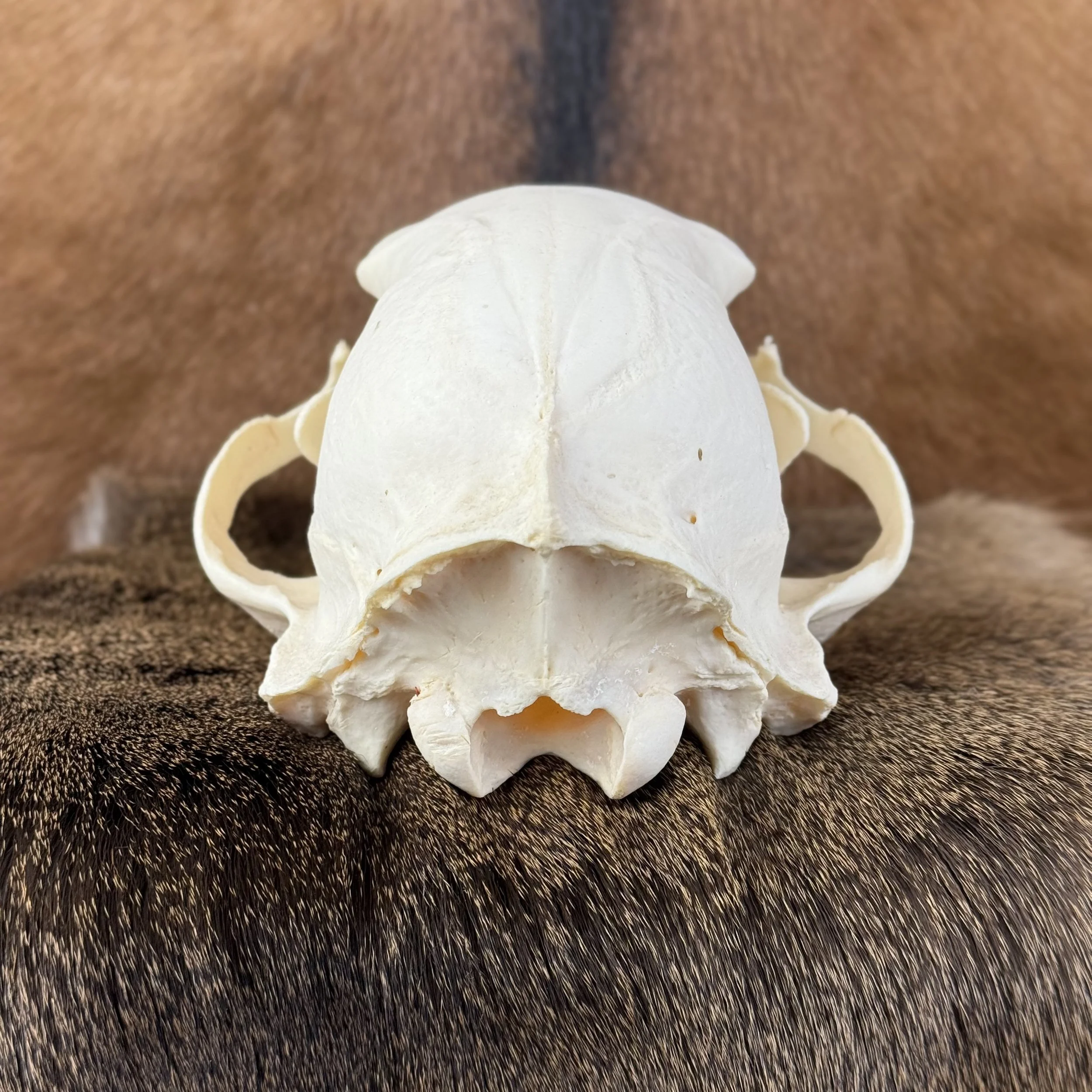 Black Bear Skull