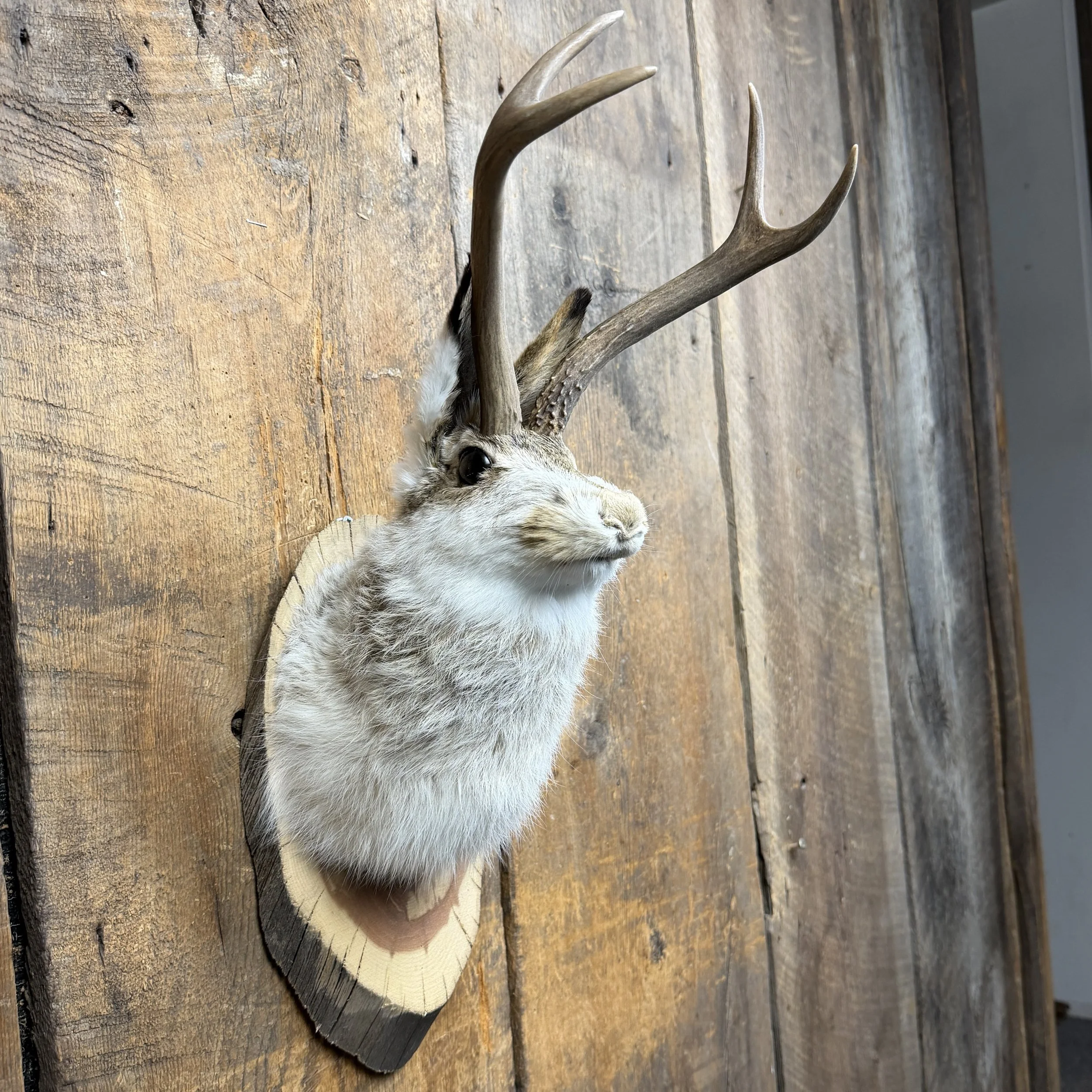 jackalope mount