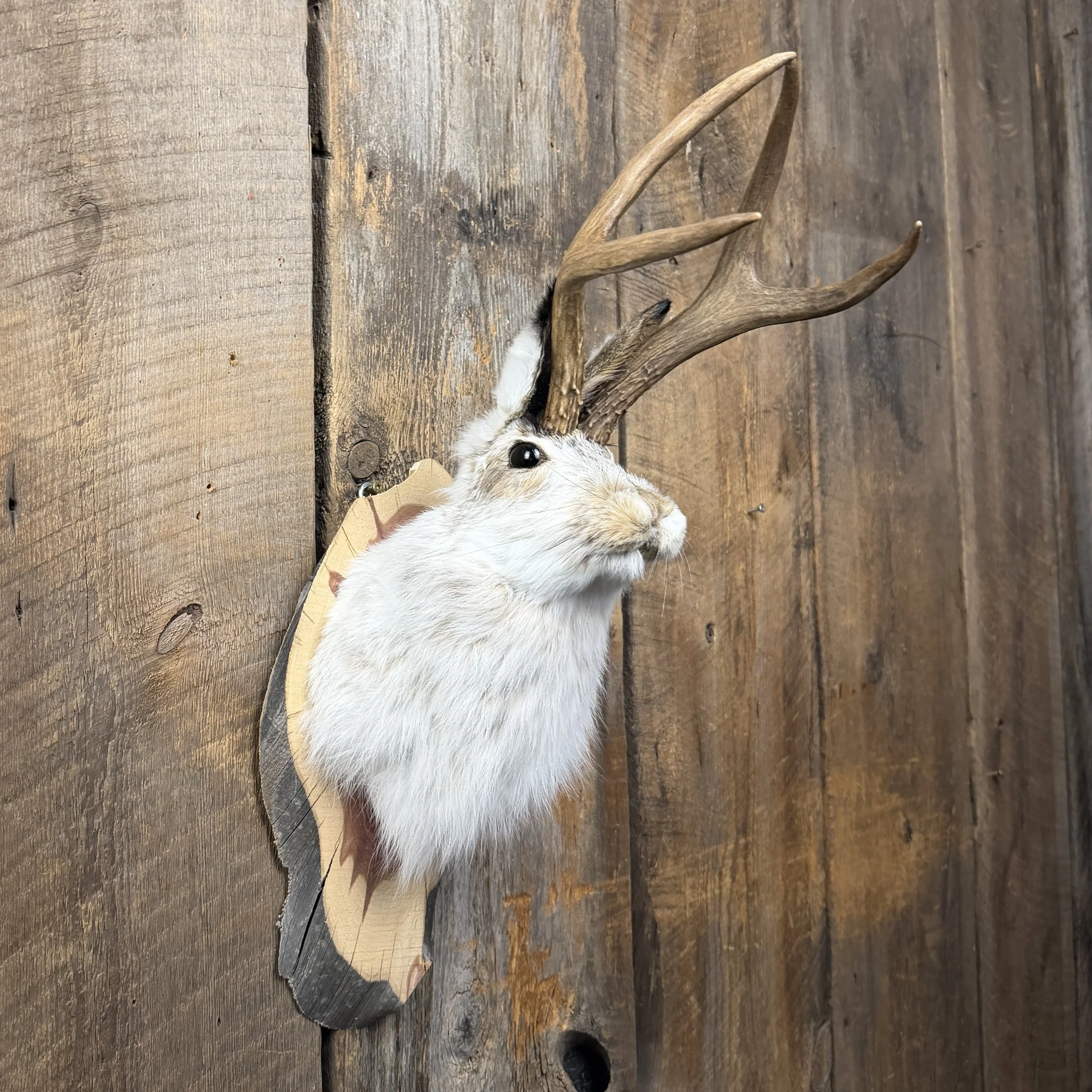 jackalope mount