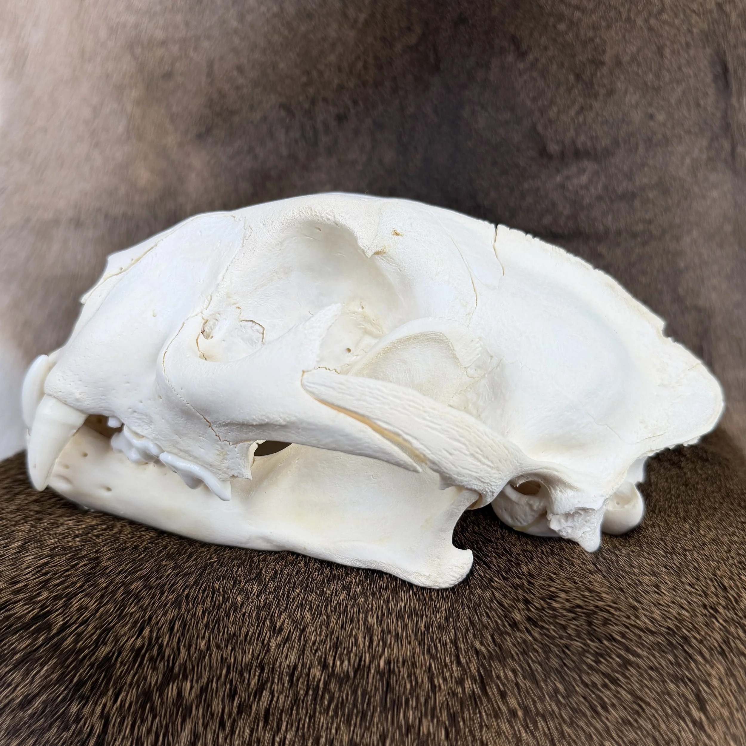 cougar skull