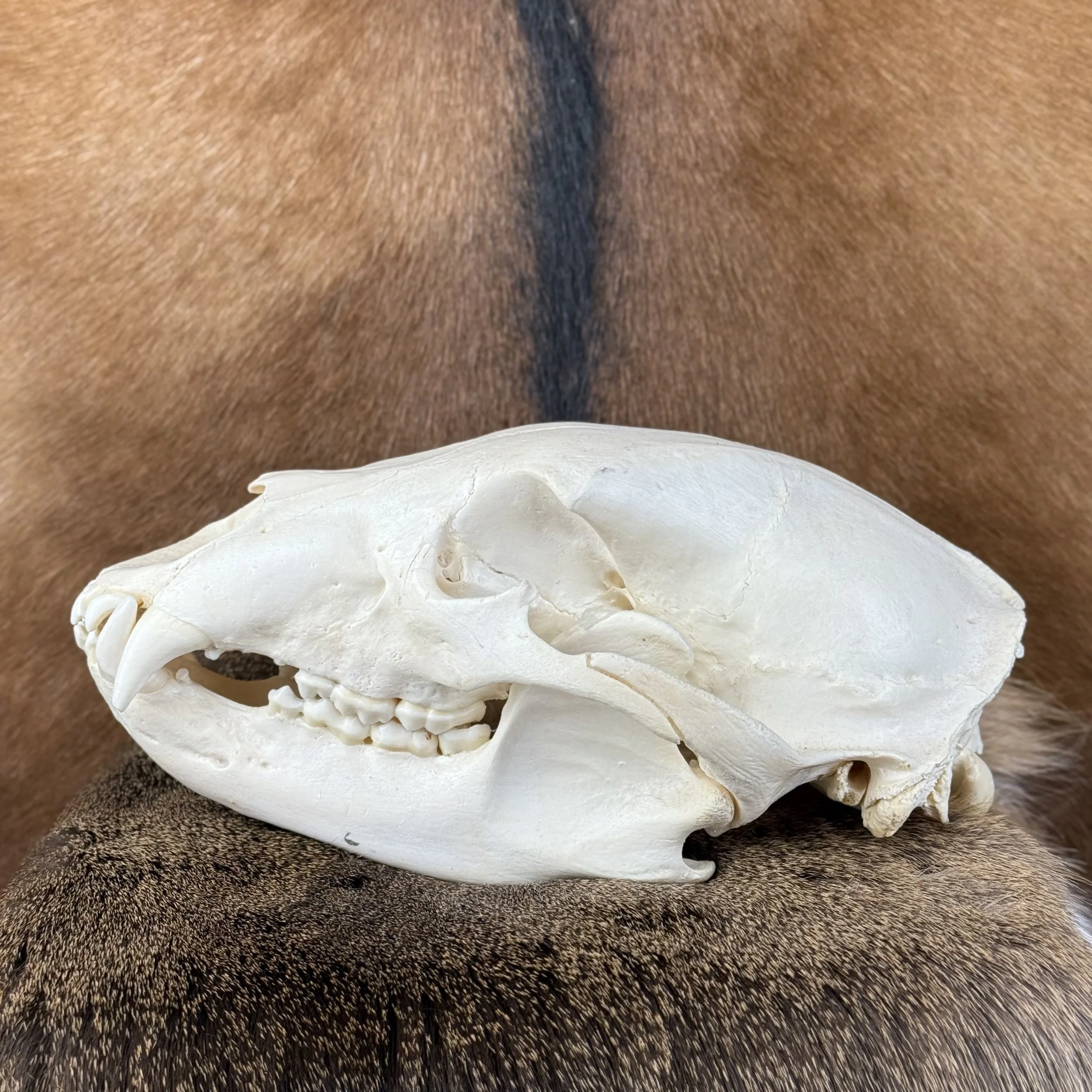Black Bear Skull