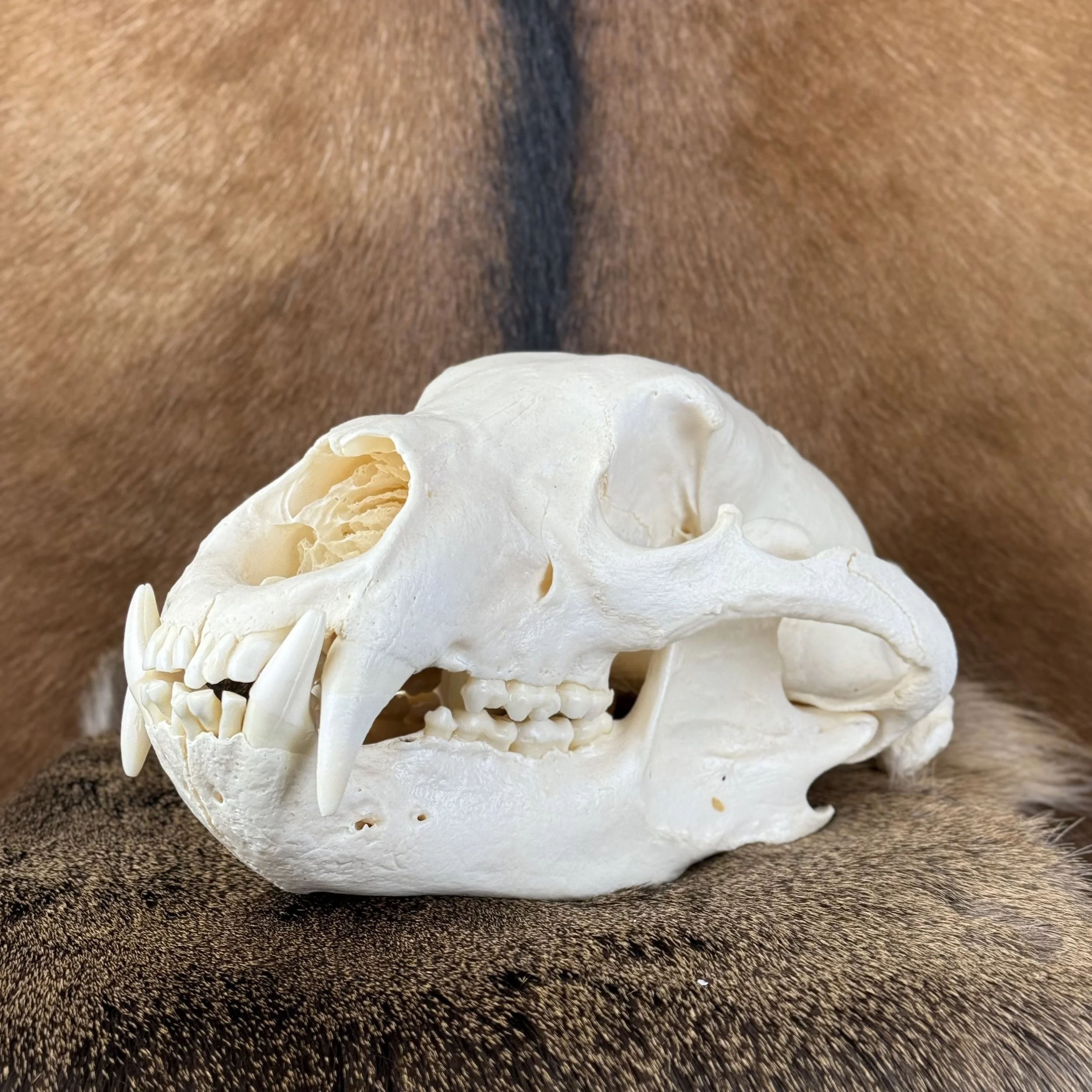 Black Bear Skull