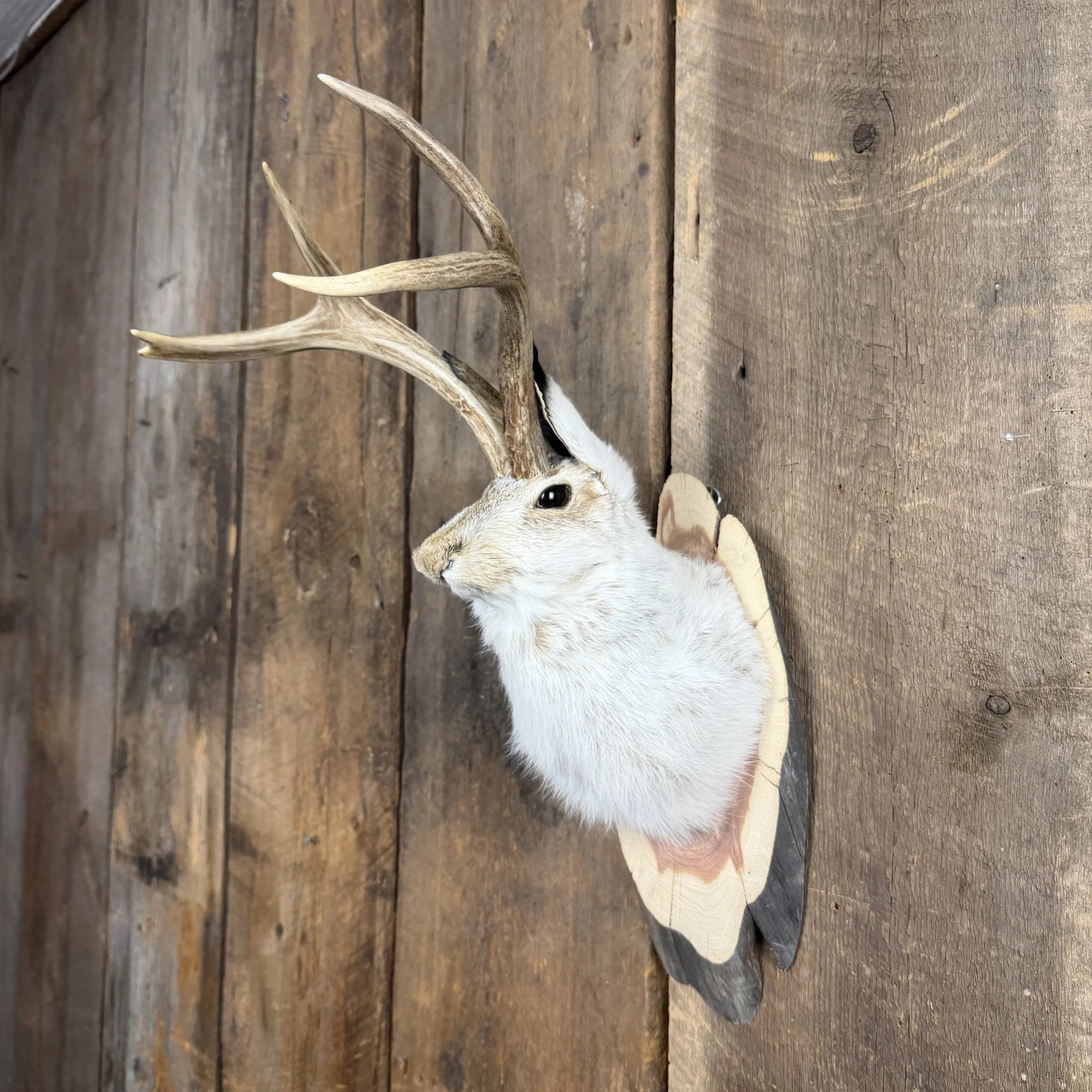 jackalope mount