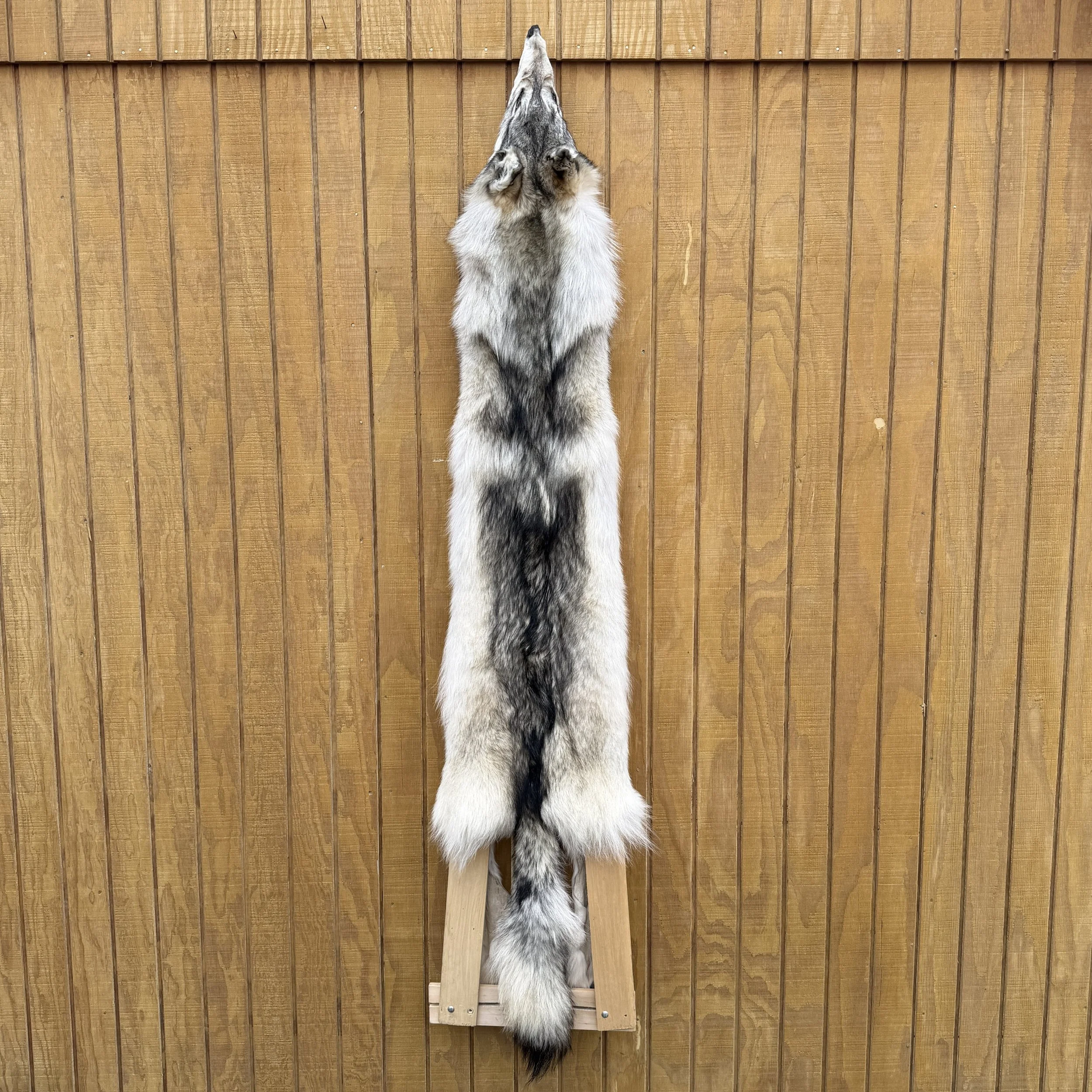 wolf pelt